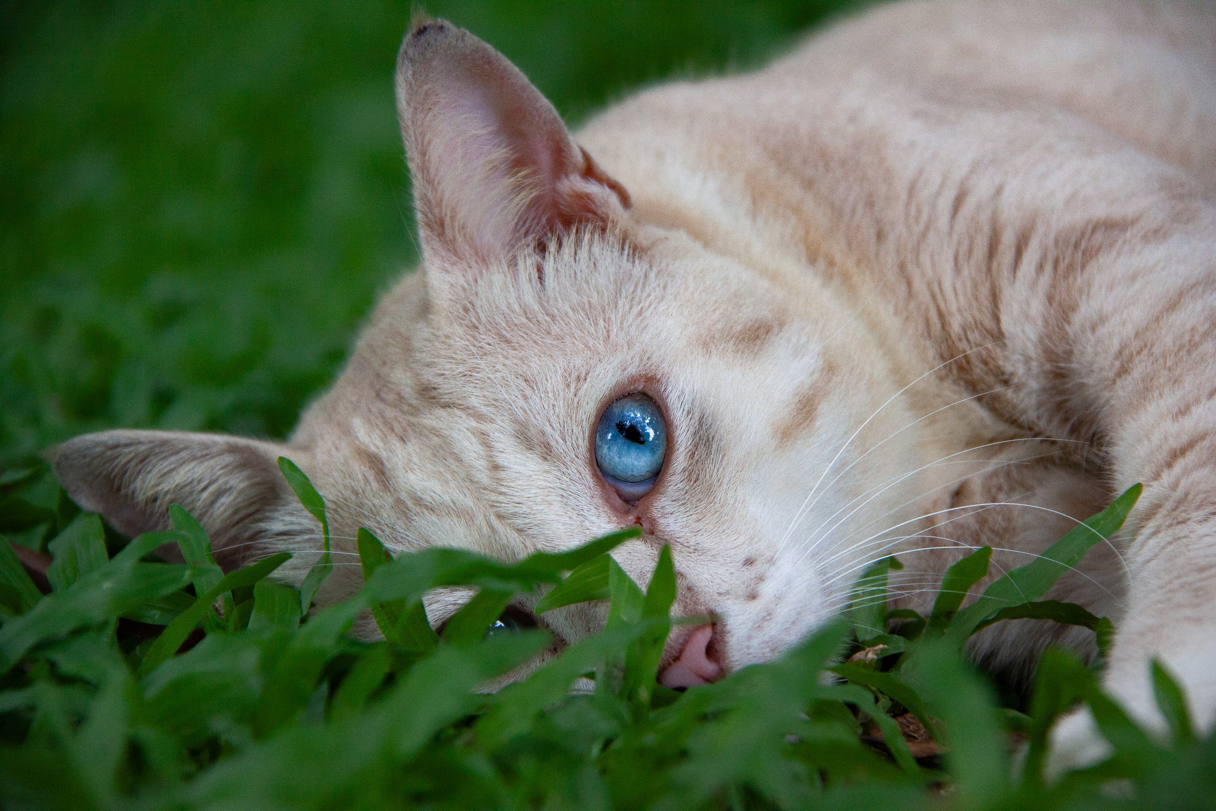 A Domestic Cat (Felis catus) in Bangkok, Thailand.