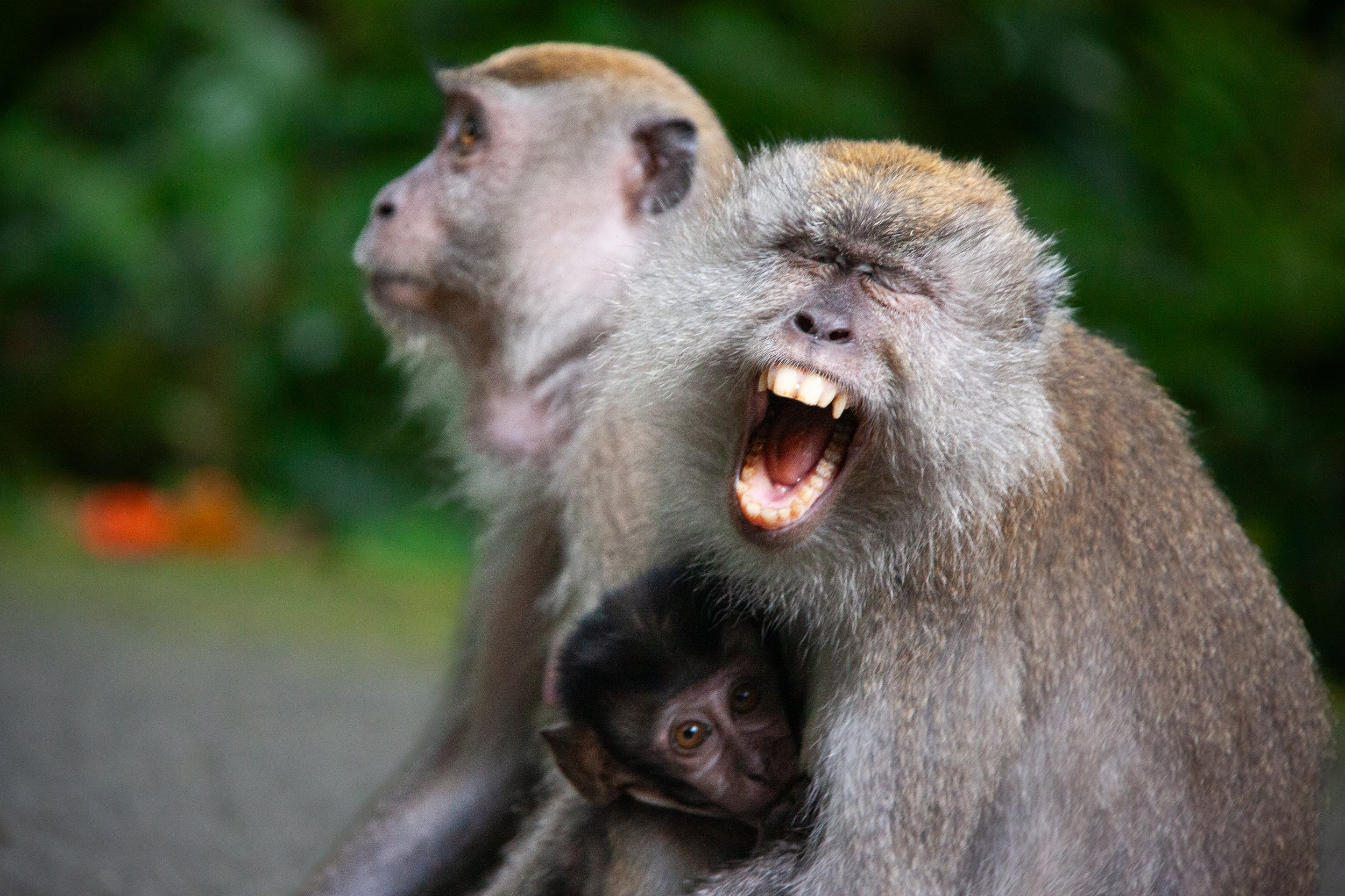 Long-tailed Macaques (Macaca fascicularis) in the Central Catchment Nature Reserve, Singapore.