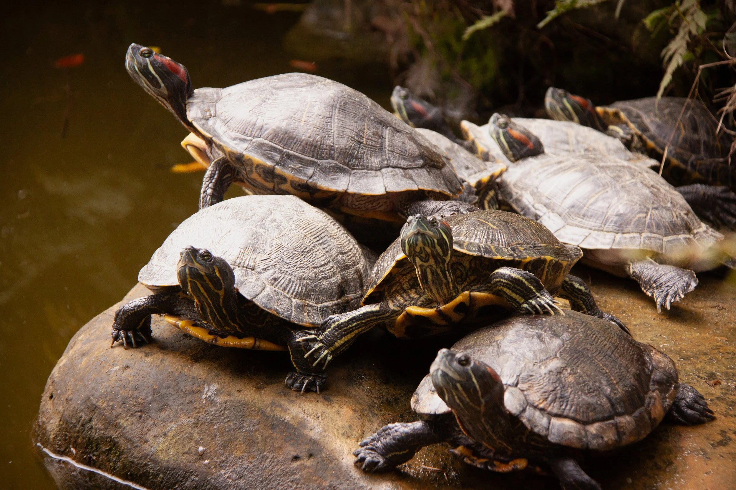 Pig Nosed Turtle Predators