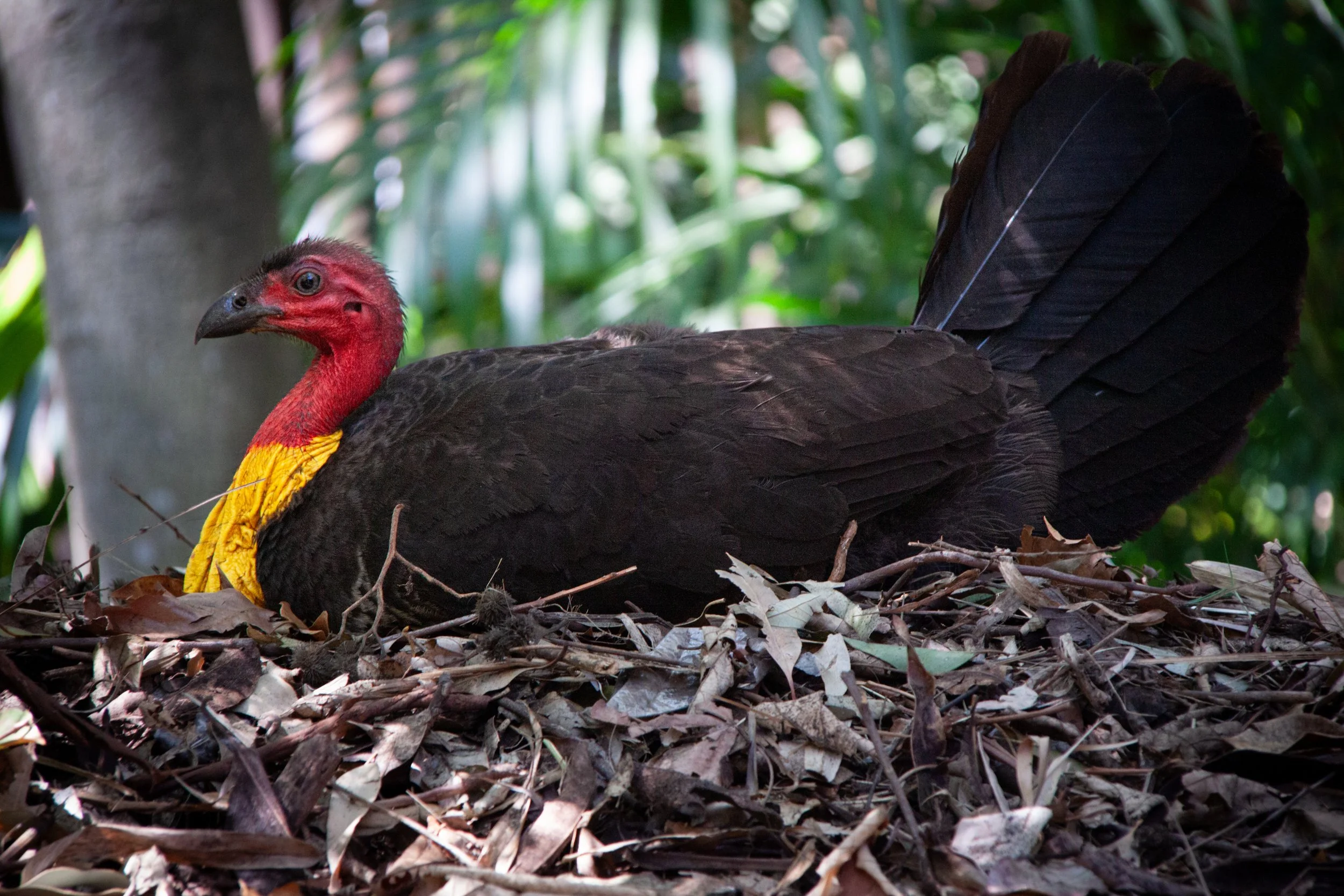 An Australian Brushturkey (Alectura lathami) — sitting atop its mound nest.