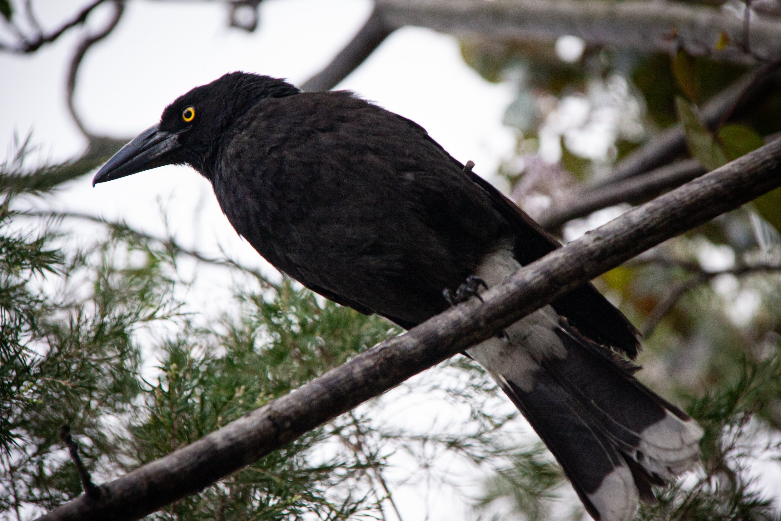 A Black Currawong (Strepera fuliginosa) — looks like a crow, but isn't closely related.