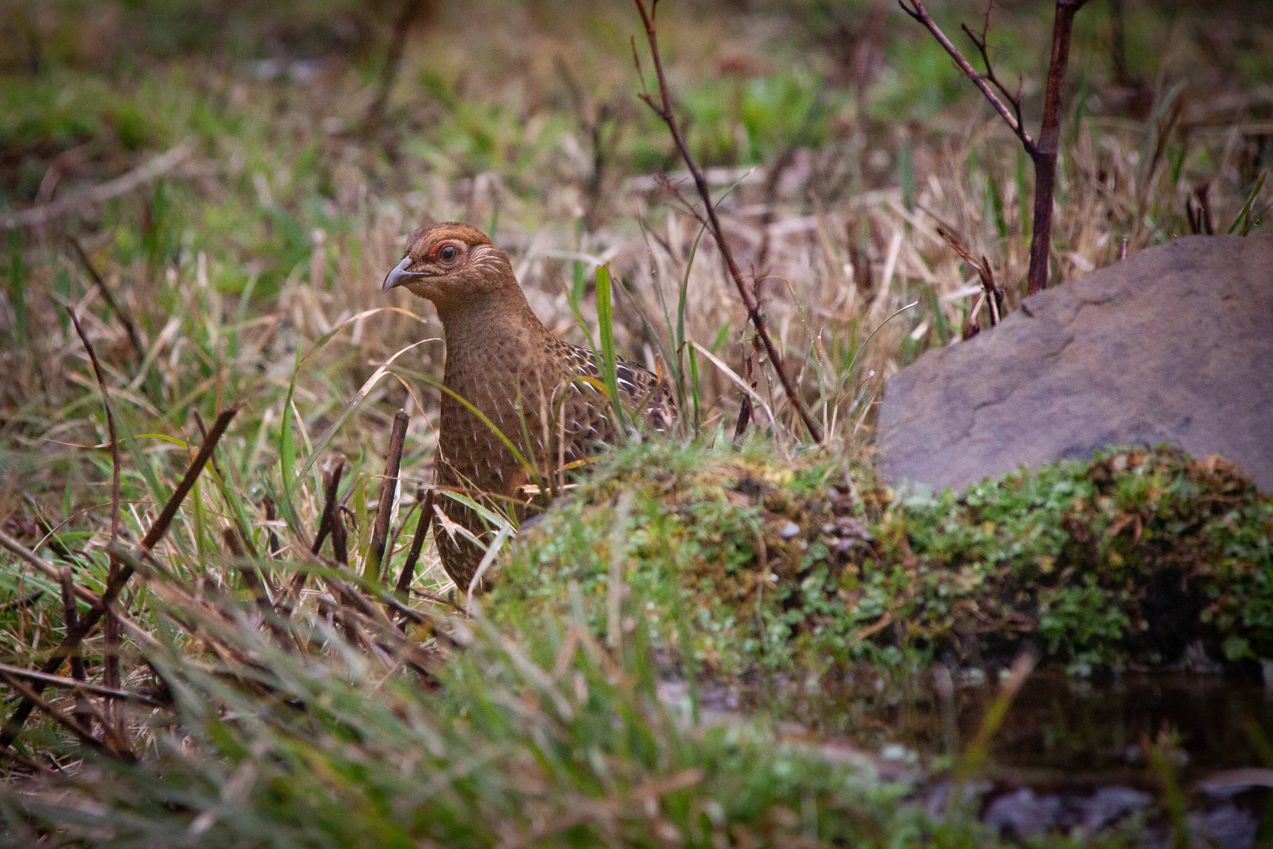 A Mikado Pheasant (Syrmaticus mikado) ♀️ in Daxueshan National Forest.
