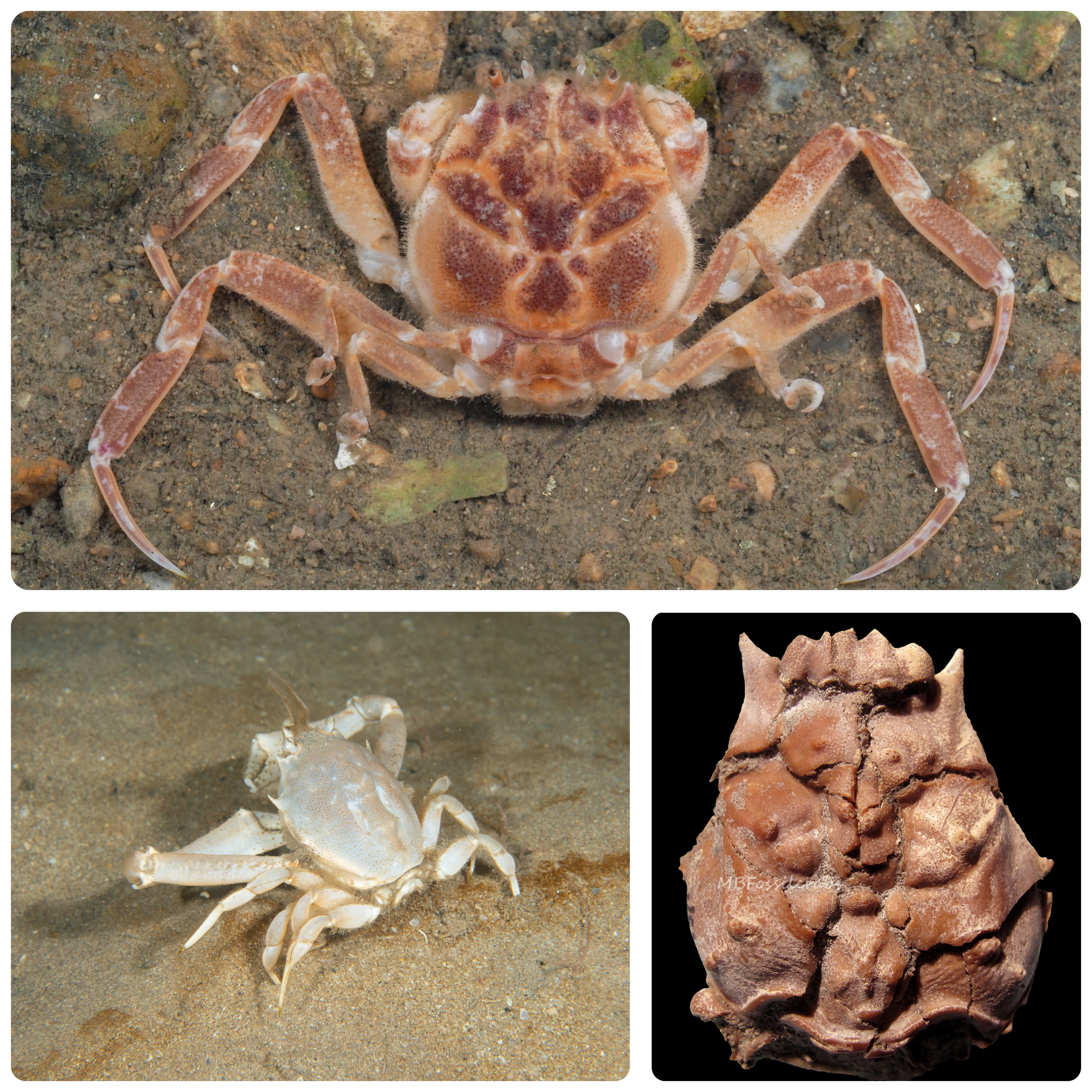 Sameri Crab Samurai Crab — Curious Species