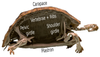 Turtle Frog — Curious Species