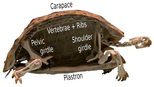 Turtle Frog — Curious Species