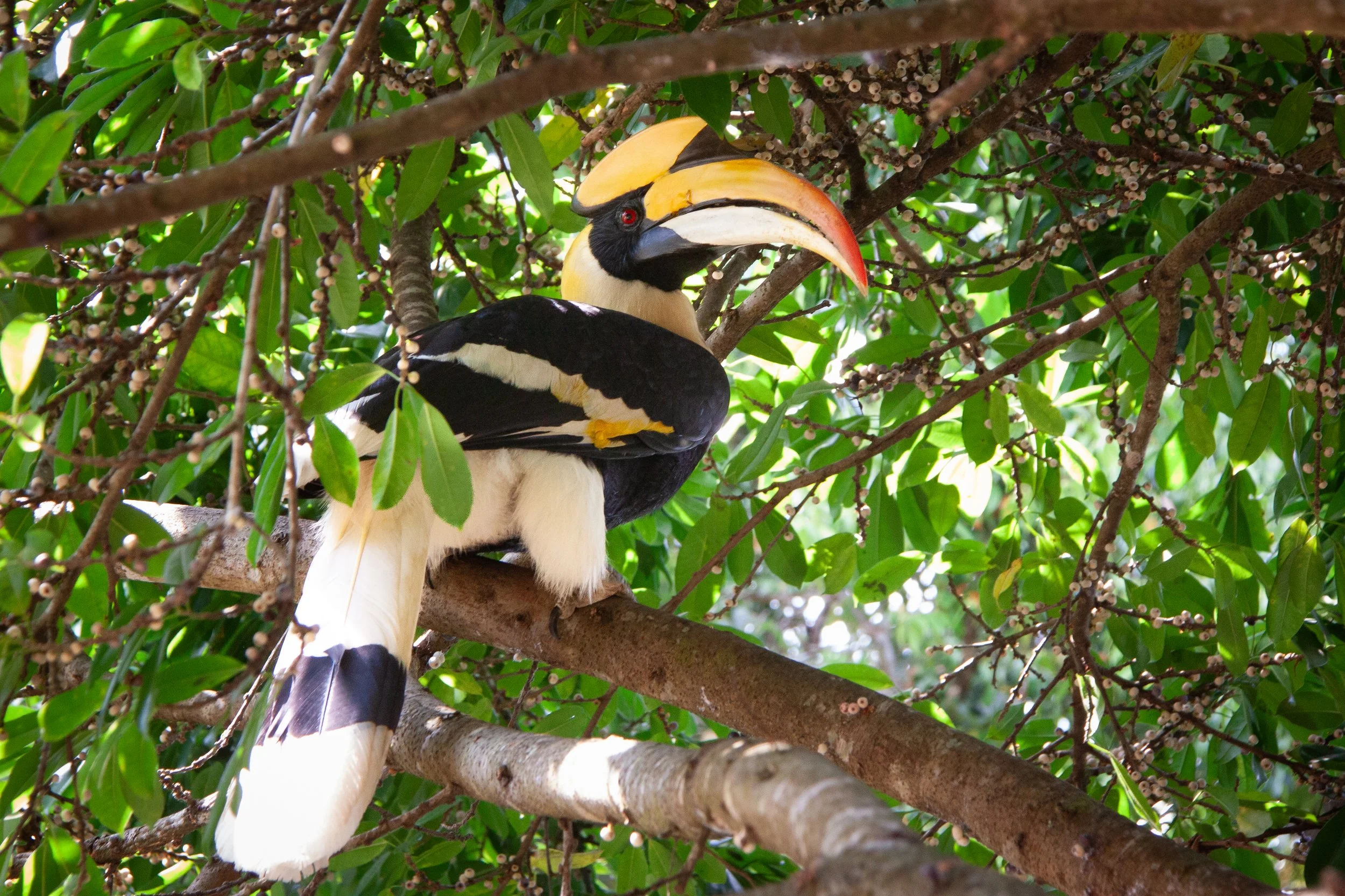 A Great Hornbill (Buceros bicornis) in Kaeng Krachan National Park, Thailand. 
