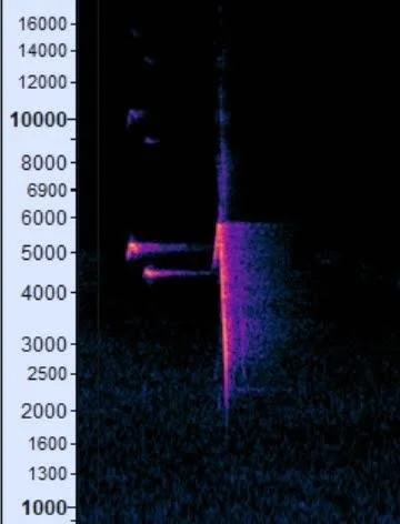 Degraded Mimicry Spectrogram