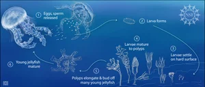 Nomura's Jellyfish — Curious Species
