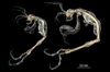 Skeleton Shrimp — Curious Species