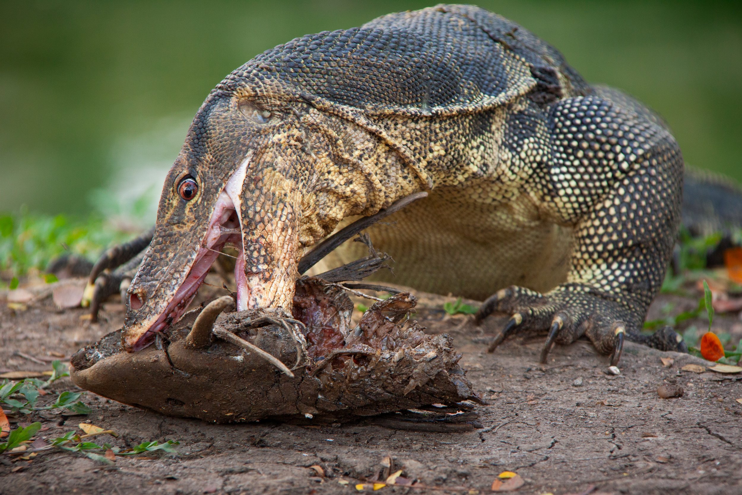 An Asian Water Monitor (Varanus salvator) in Bangkok, Thailand.