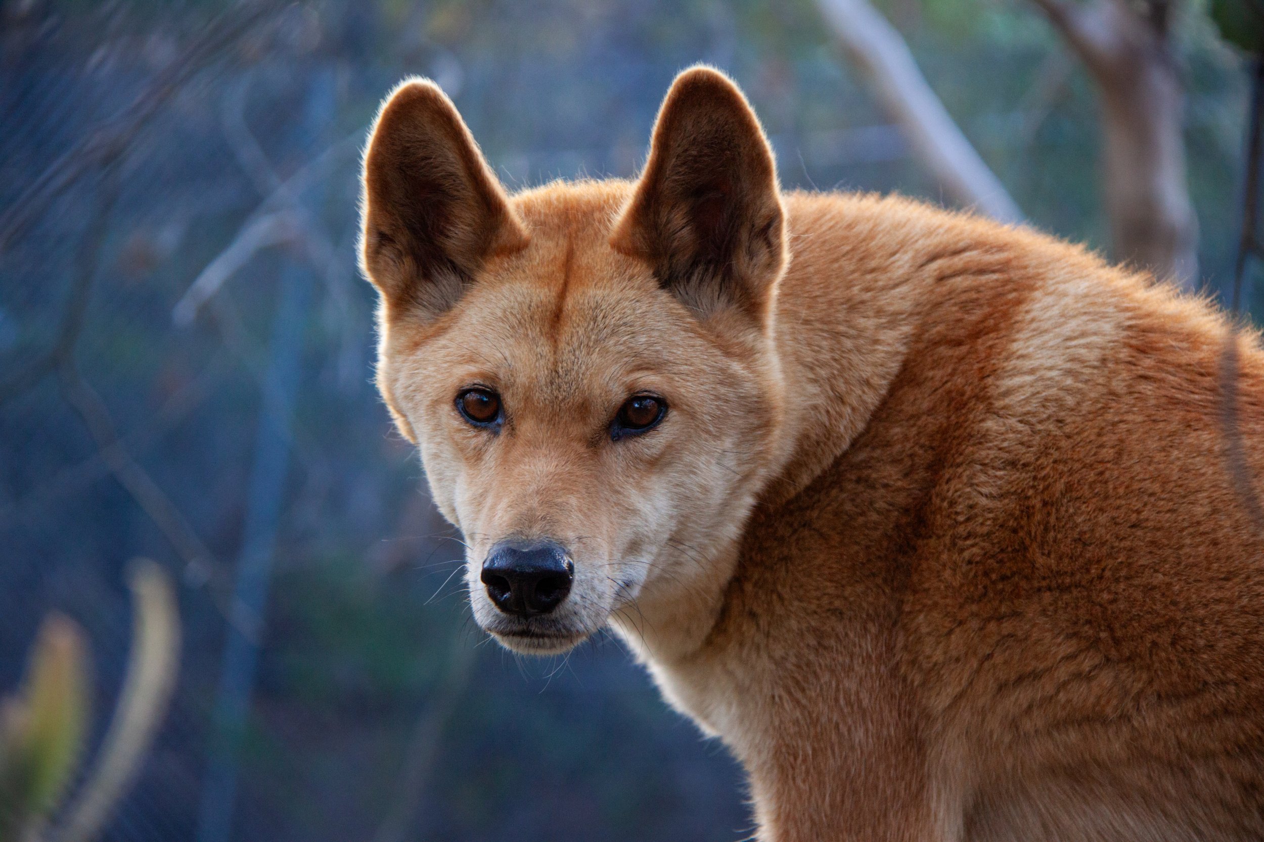 A Dingo (Canis familiaris dingo) — arrived in Australia over 4,000 years ago from South East Asia.