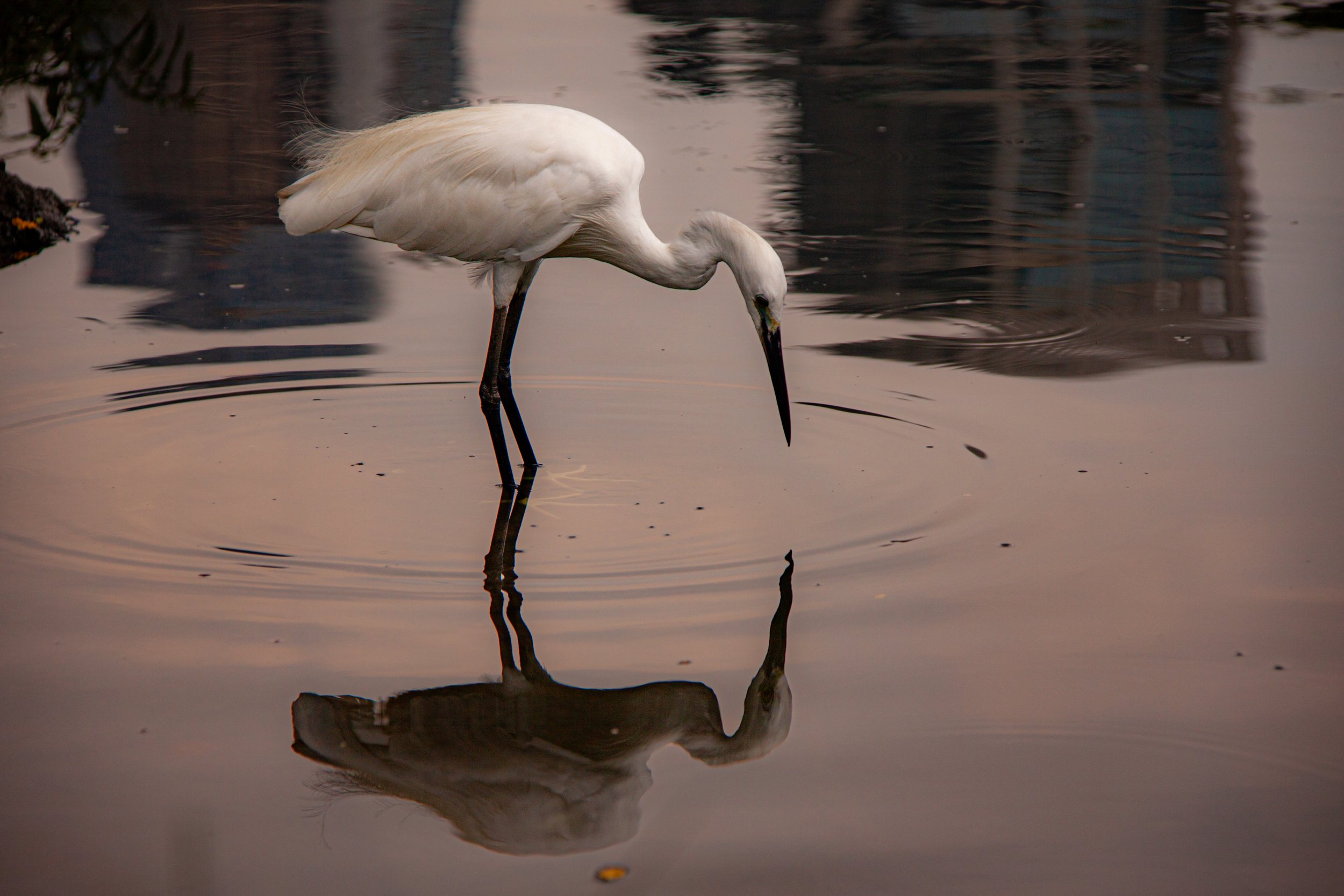 A Little Egret (Egretta garzetta) in Bangkok, Thailand.