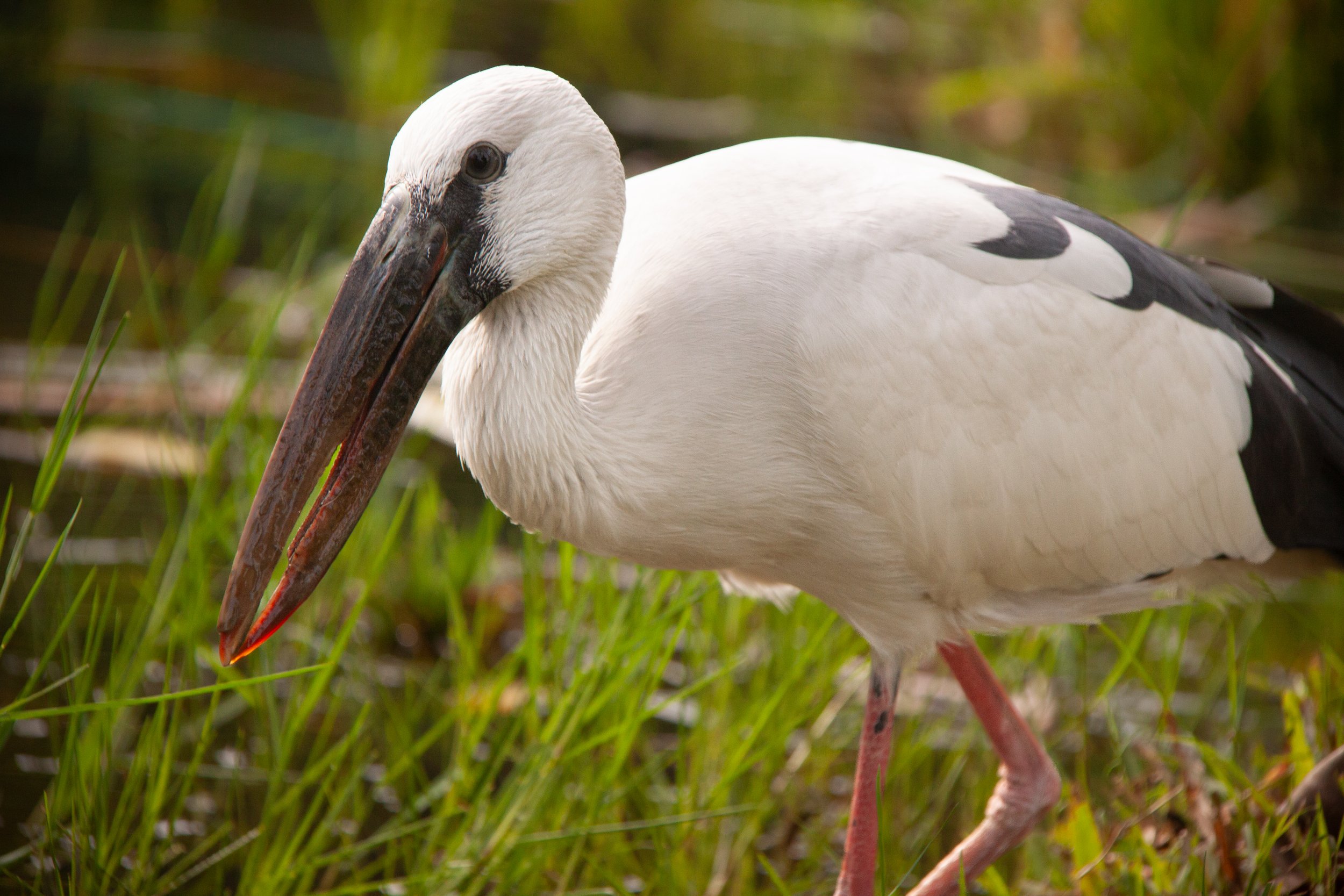 An Asian Openbill (Anastomus oscitans) in Bangkok, Thailand.