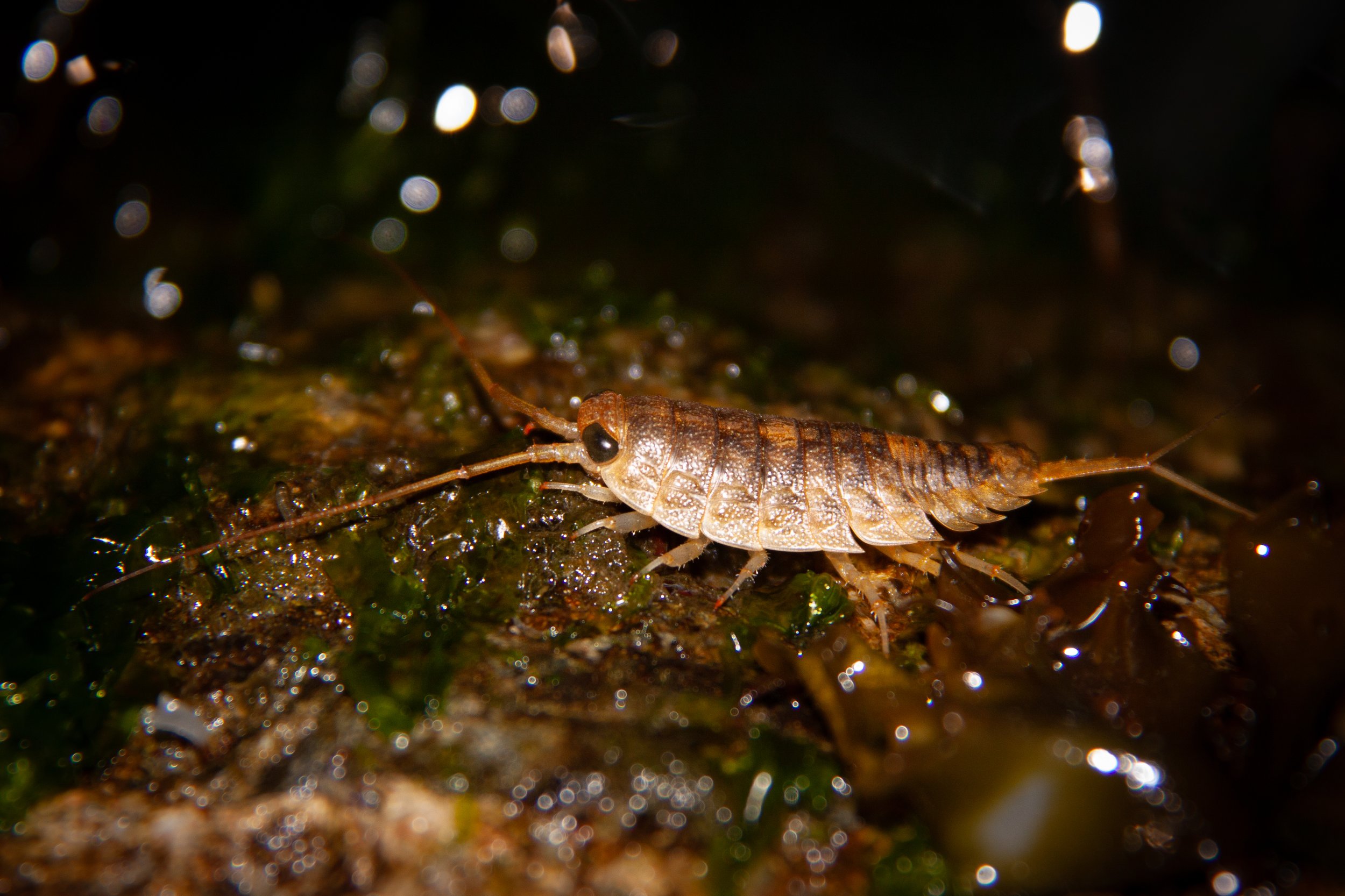 A Wharf Louse (Ligia exotica) in Toyama.