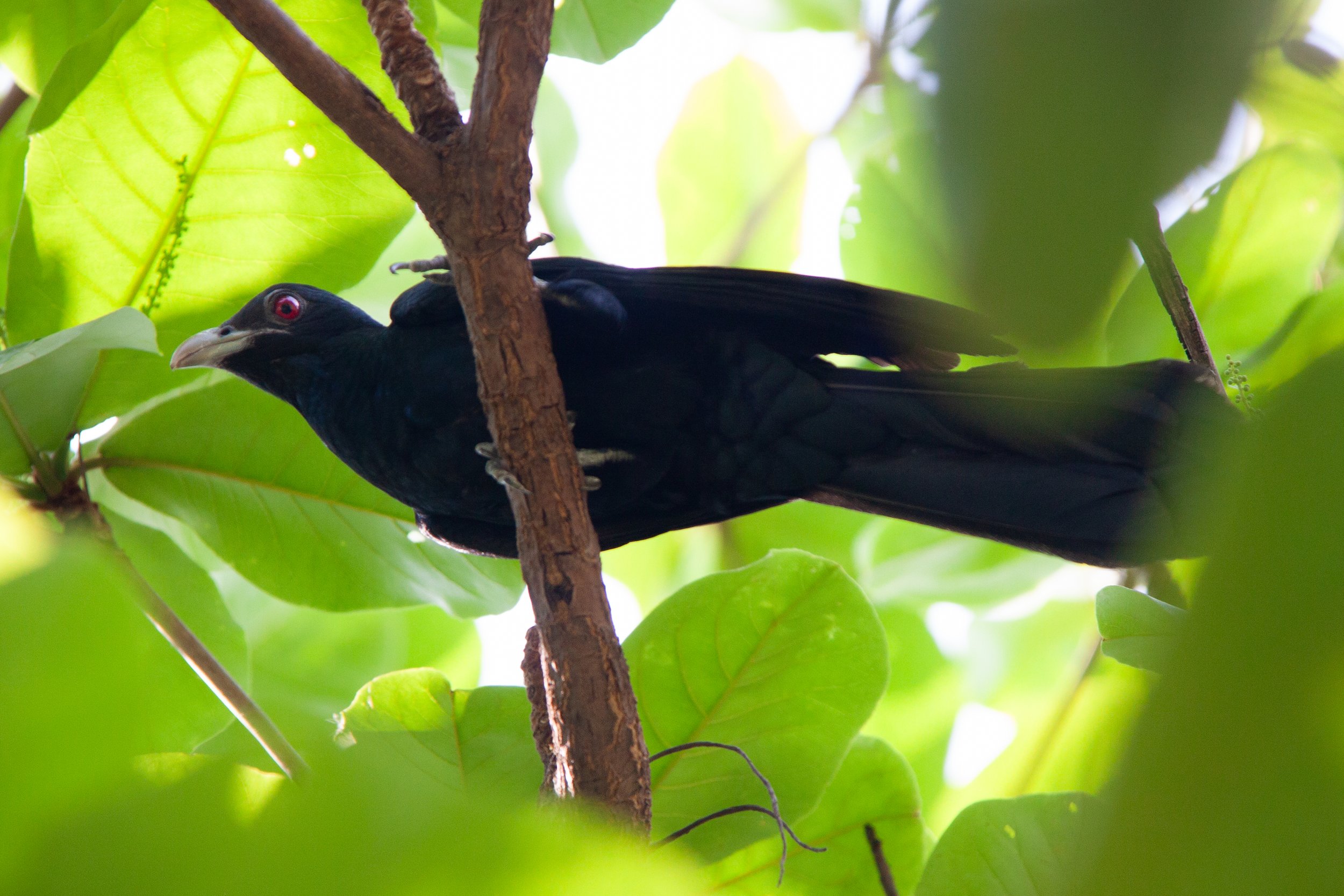 An Asian Koel (Eudynamys scolopaceus) ♂ in Bangkok, Thailand.