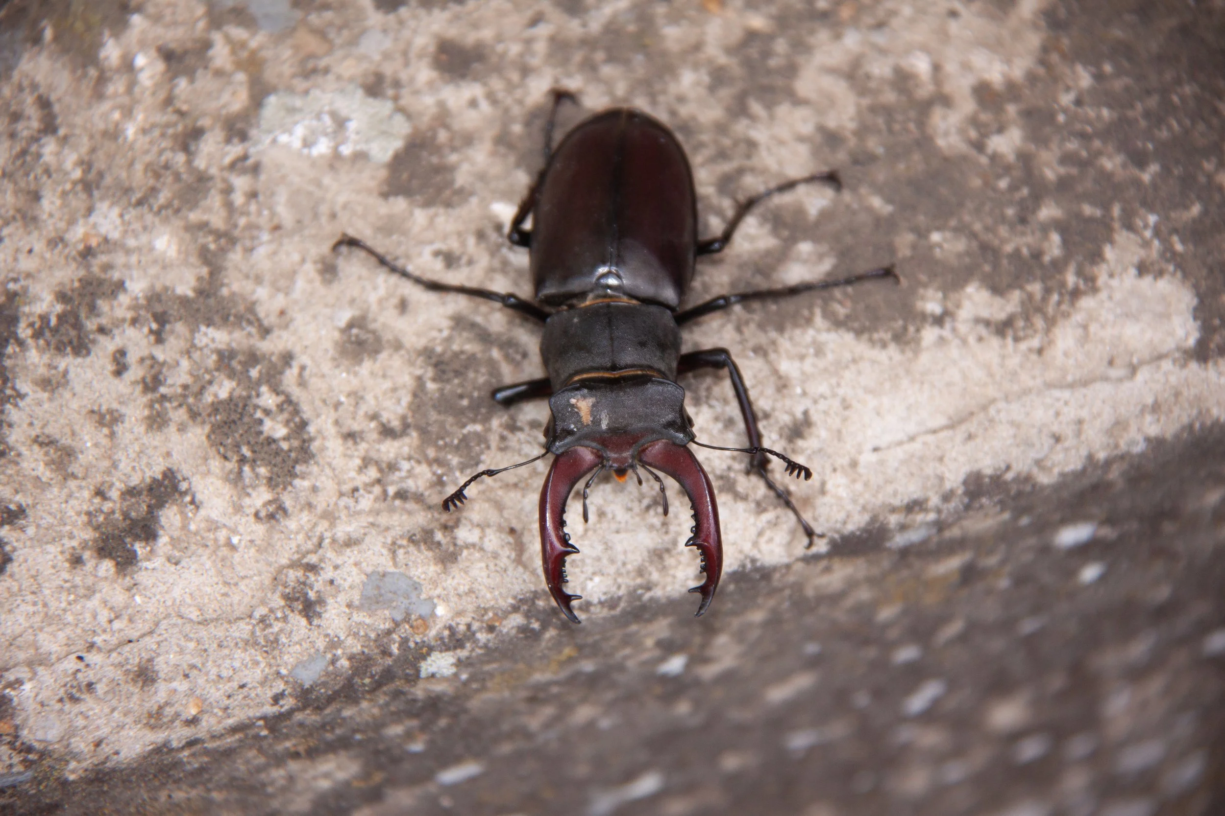 A European Stag Beetle (Lucanus cervus) near Balatonboglár, Hungary.