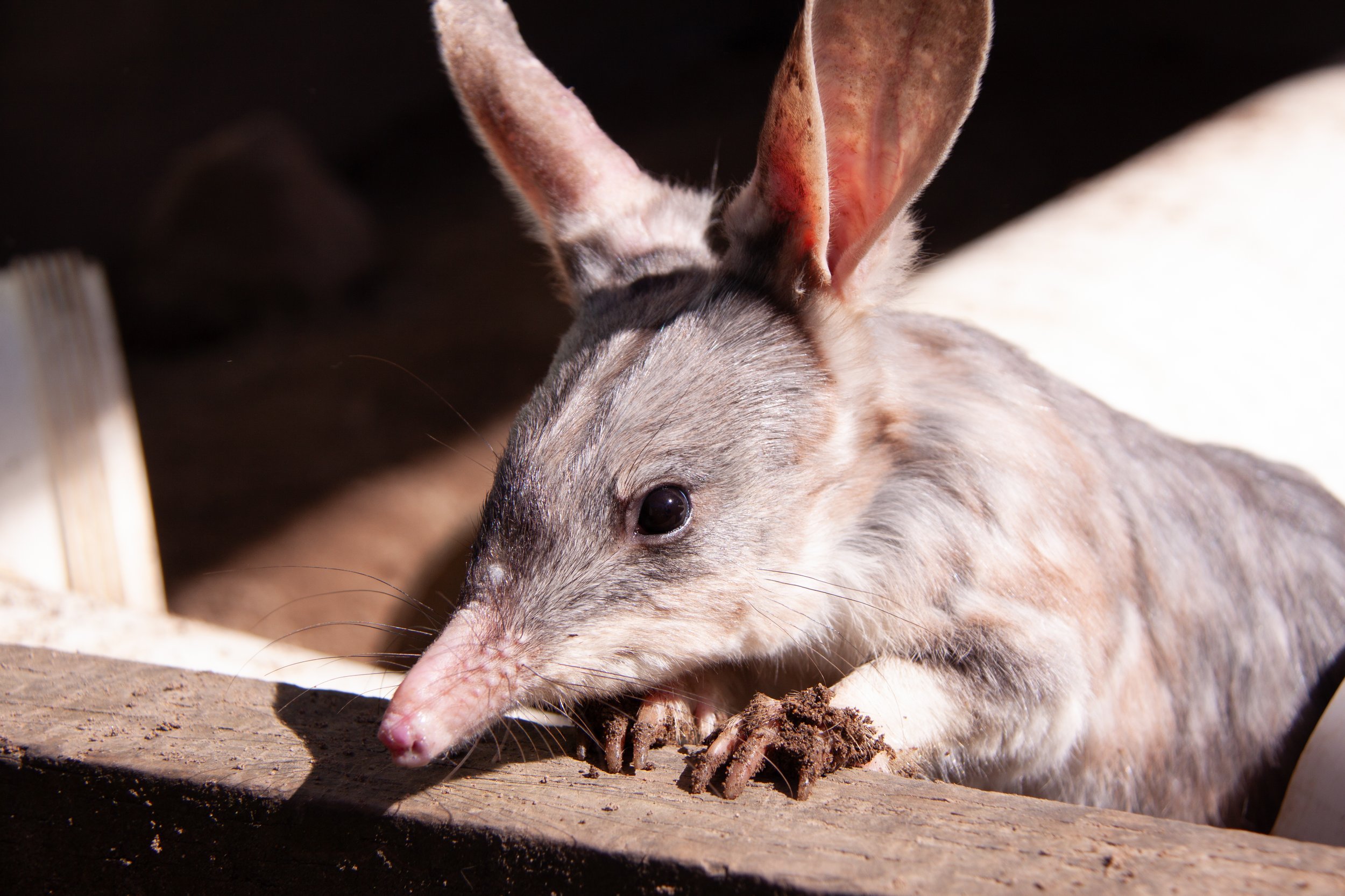 A Greater Bilby (Macrotis lagotis) — looking deceptively calm.