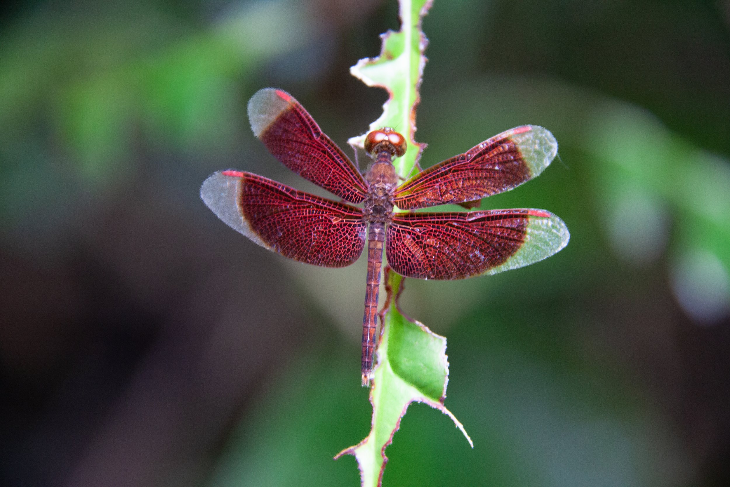 A Common Parasol (Neurothemis fluctuans) in Sungei Buloh Wetland Reserve, Singapore.