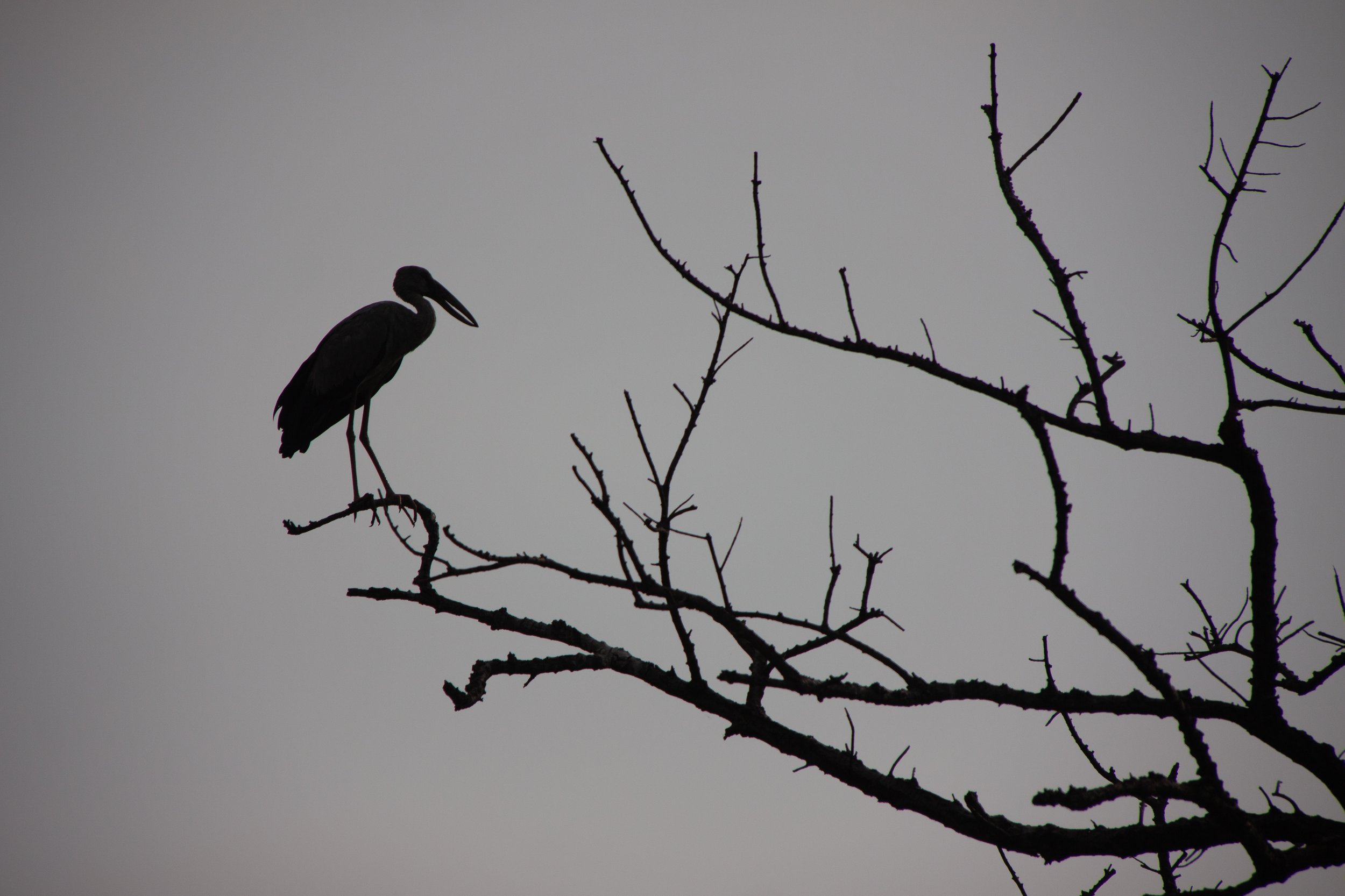 An Asian Openbill (Anastomus oscitans) in Bangkok, Thailand.