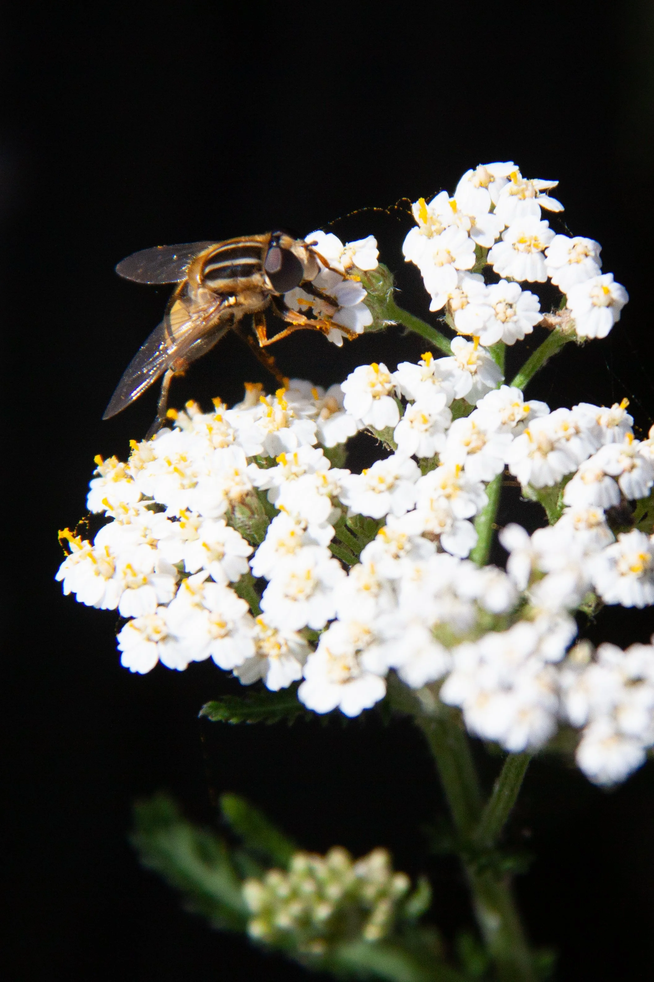 A Trivittate Marsh Fly (Helophilus trivittatus) in Nibe, Denmark.