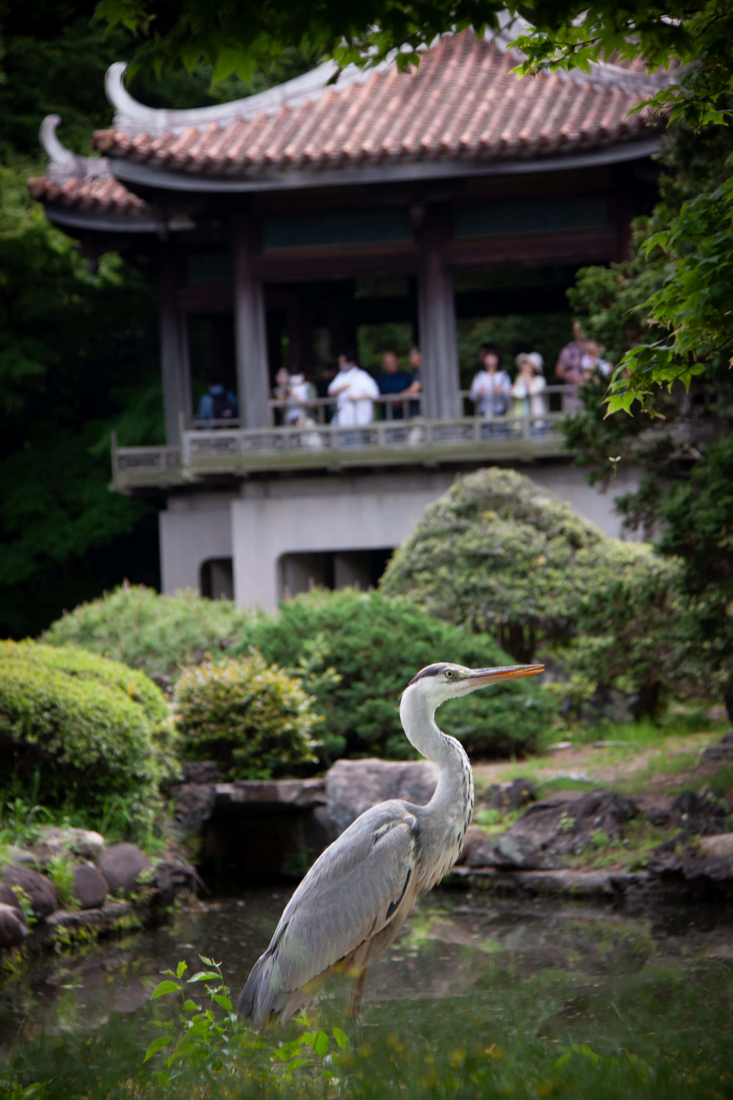 A Grey Heron (Ardea cinerea) in Shinjuku Gyoen National Garden, Tokyo.
