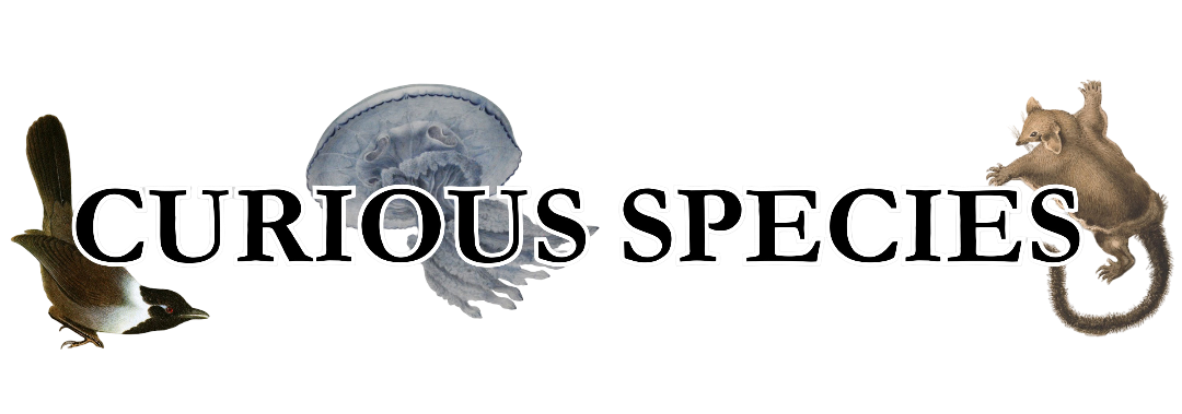 Curious Species