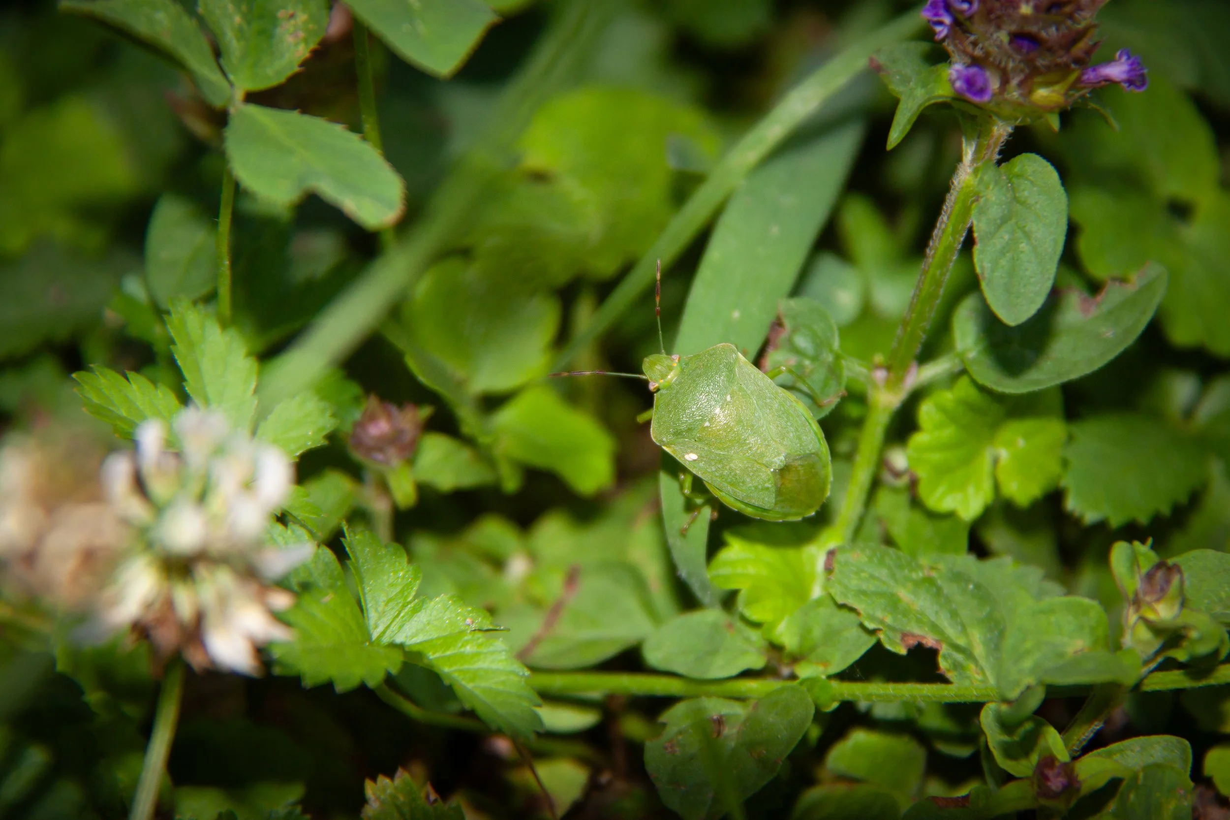 A Southern Green Stink Bug (Nezara viridula) near Balatonboglár, Hungary.