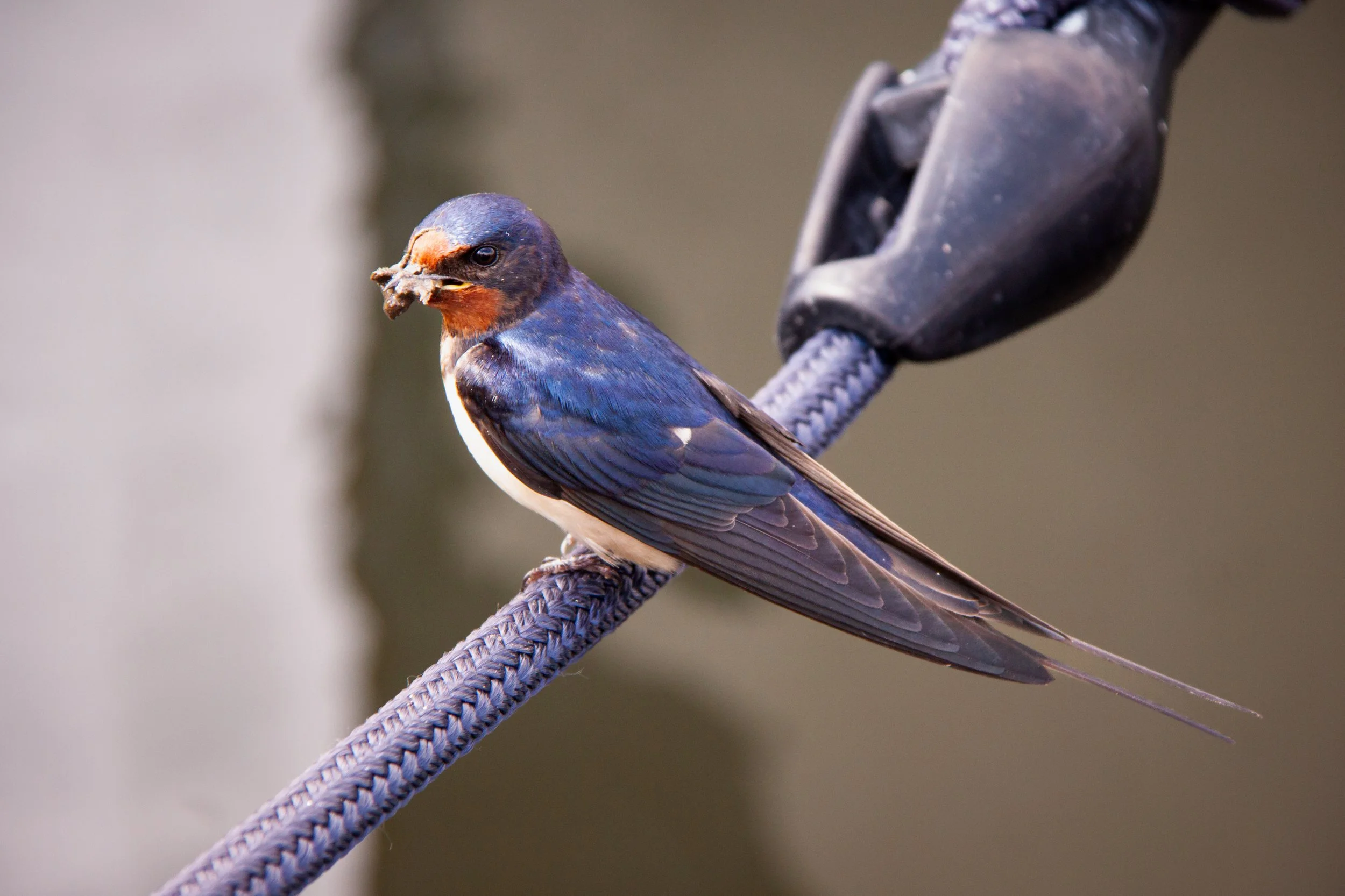 A Barn Swallow (Hirundo rustica) in Nibe, Denmark.