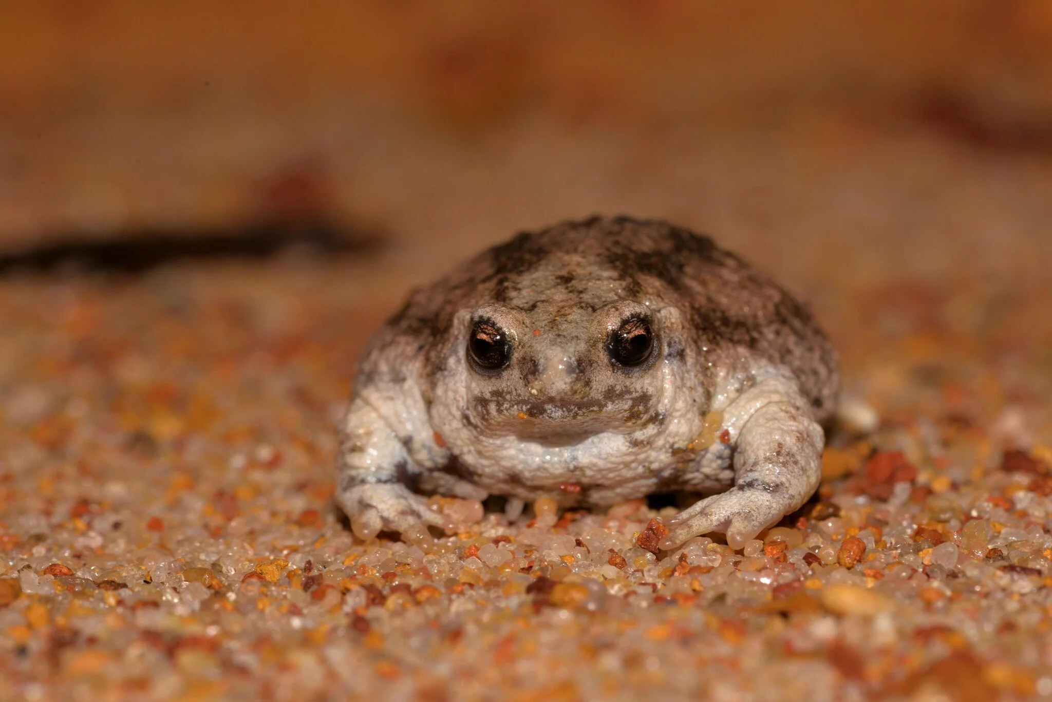 Frog Turle Turtle Frog — Curious Species