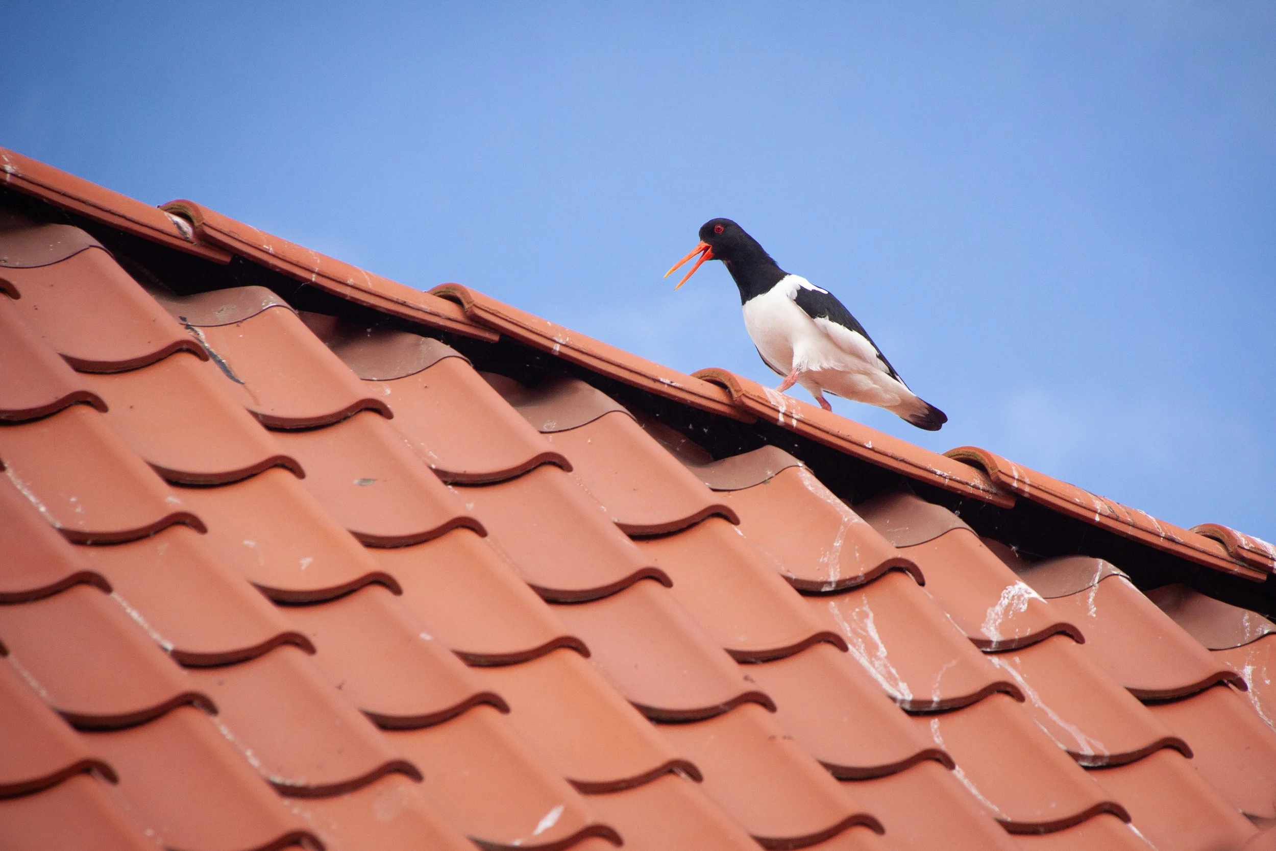 A Eurasian Oystercatcher (Haematopus ostralegus) in Nibe, Denmark.