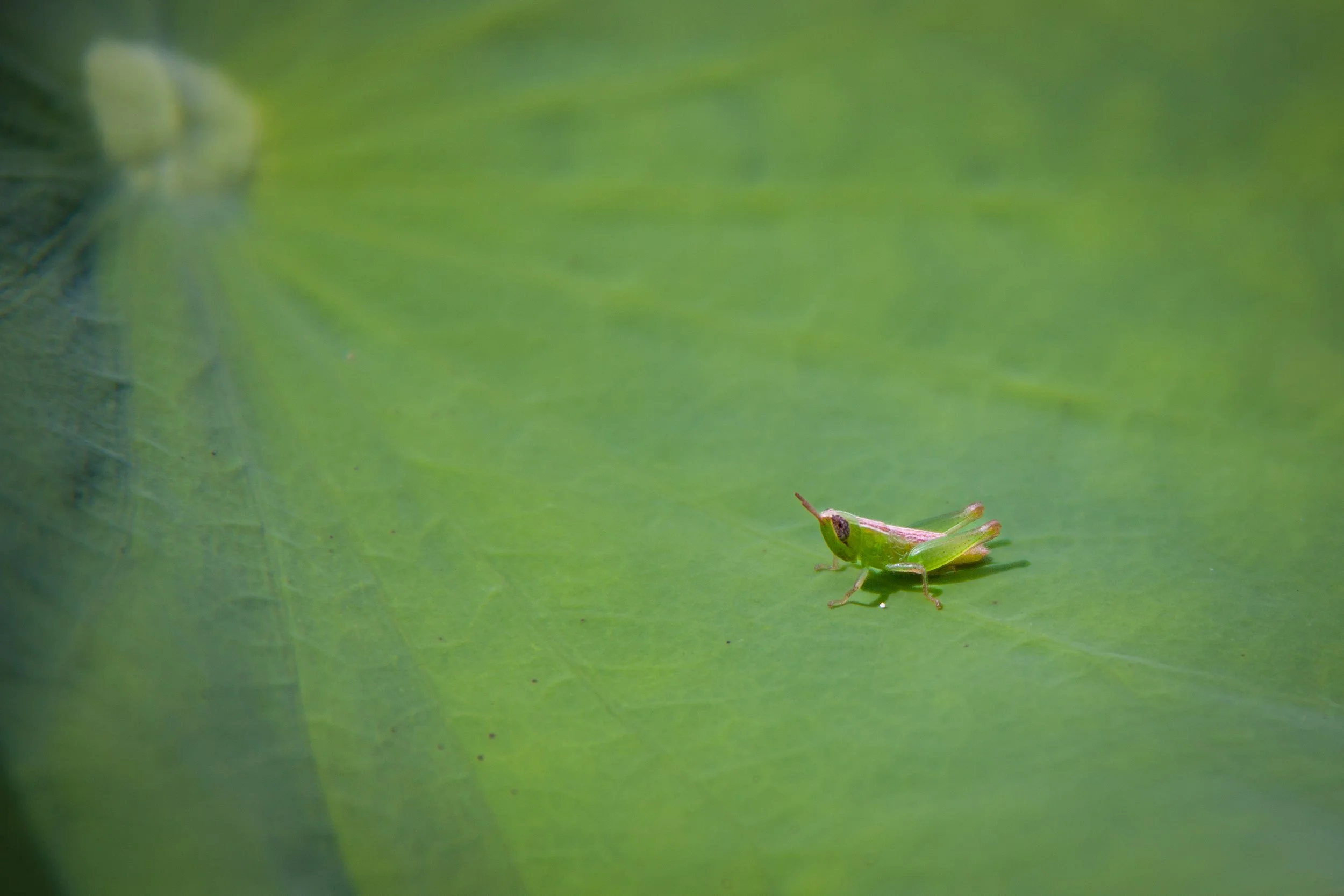 A baby Short-horned Grasshopper (Spathosternum prasiniferum) in Bangkok, Thailand.