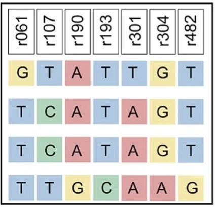 DNA Marker