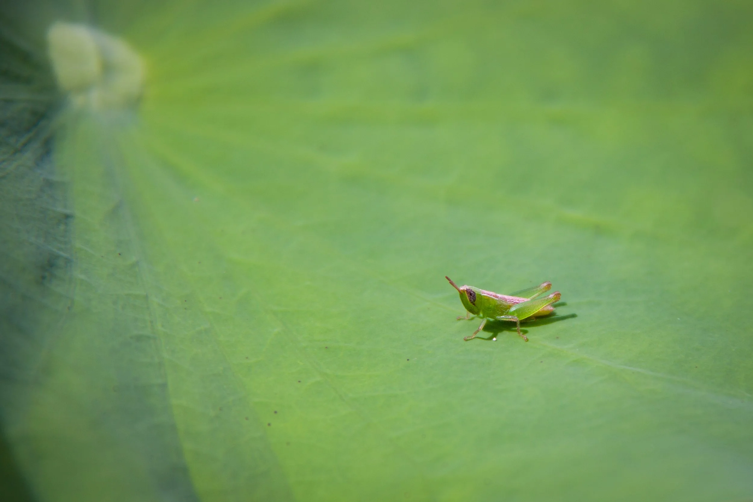 A Short-horned Grasshopper (Spathosternum prasiniferum) — just a tiny baby.