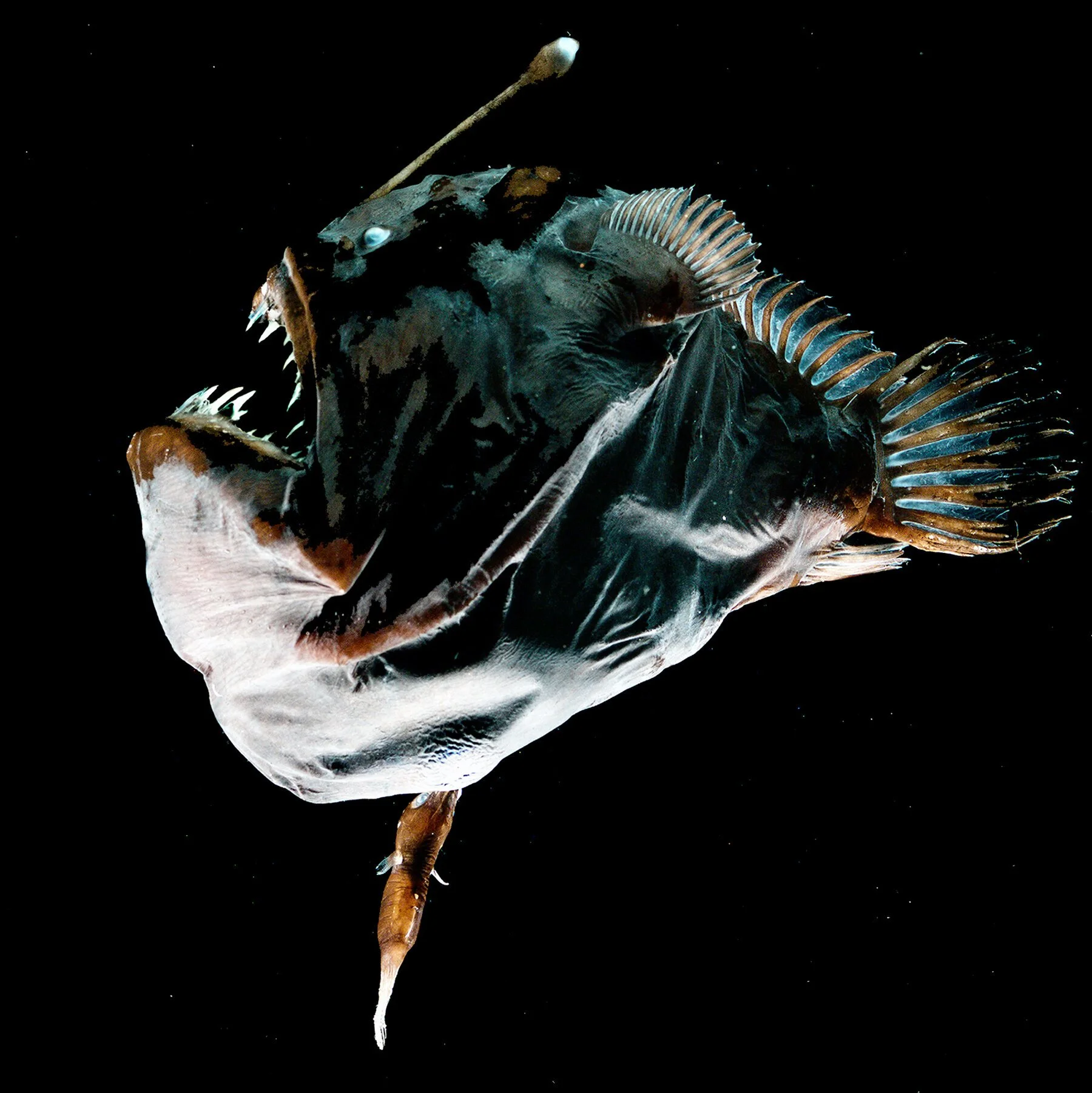 Pacific Blackdragon Curious Species