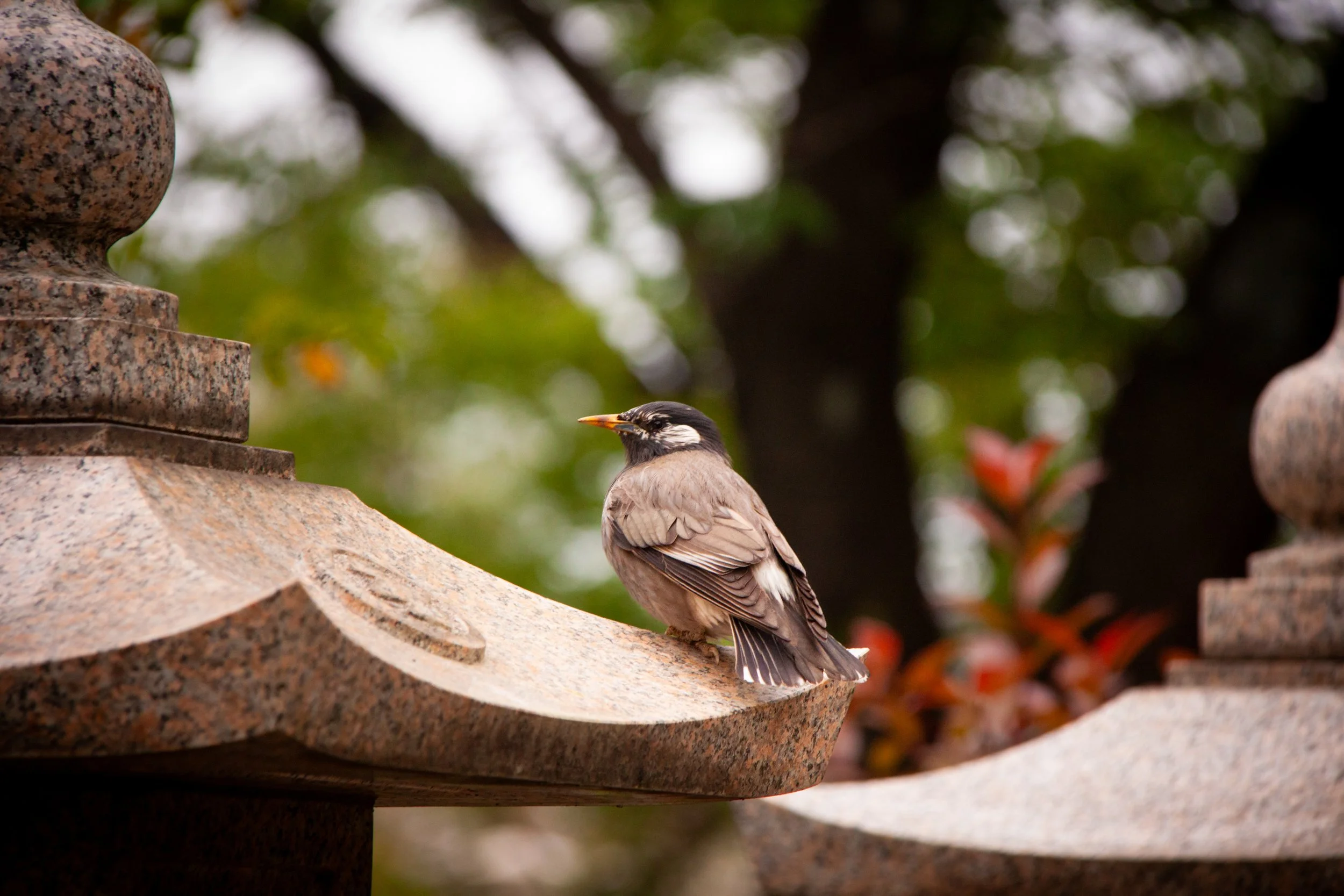 A White-cheeked Starling (Spodiopsar cineraceus) in Tokyo.
