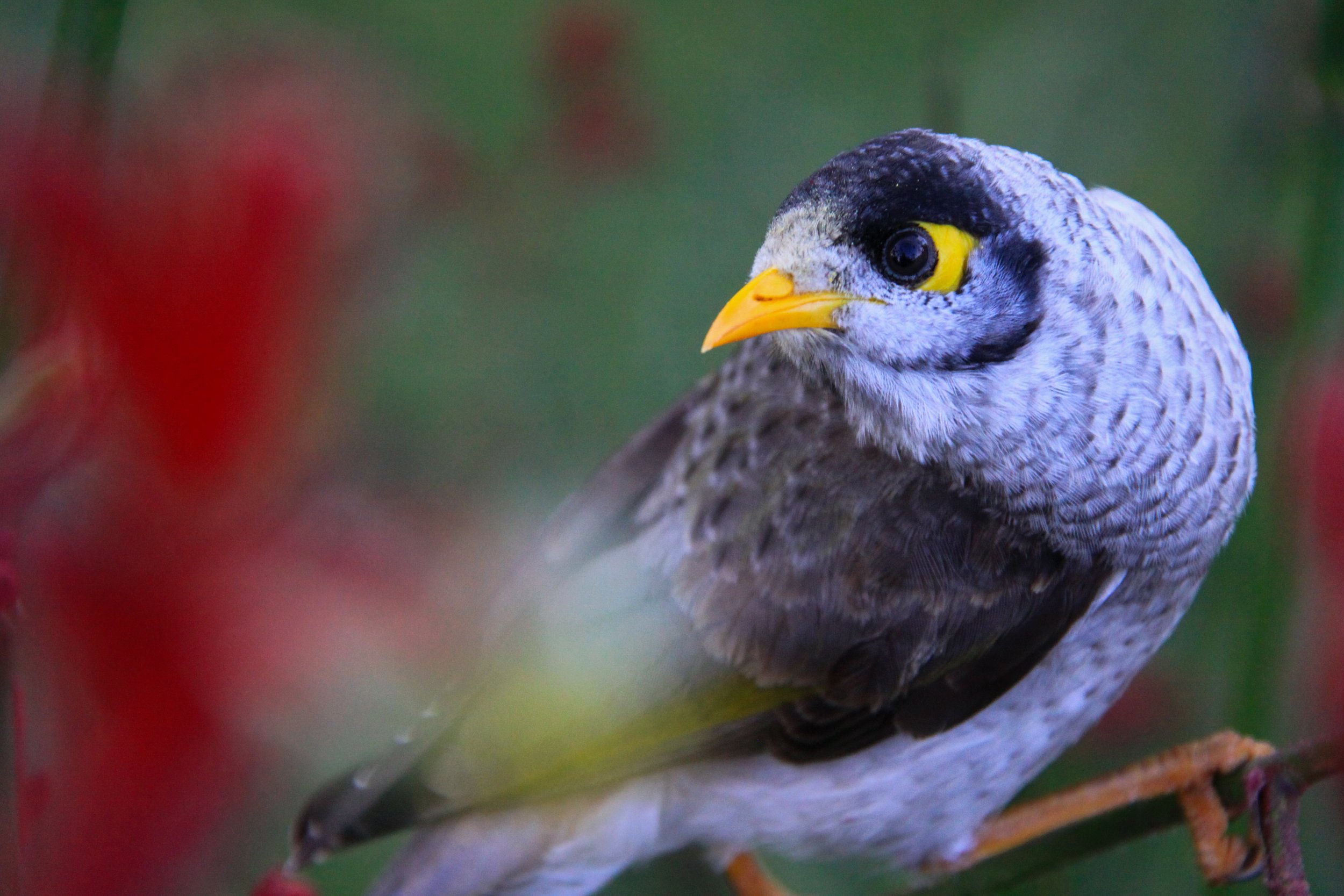 A Noisy Miner (Manorina melanocephala) — a very vocal bird.