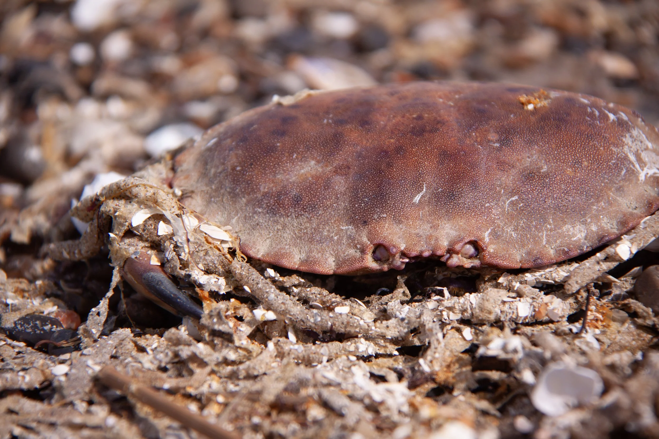 An Edible Crab (Cancer pagurus) on Blokhus Beach, North Jutland, Denmark.