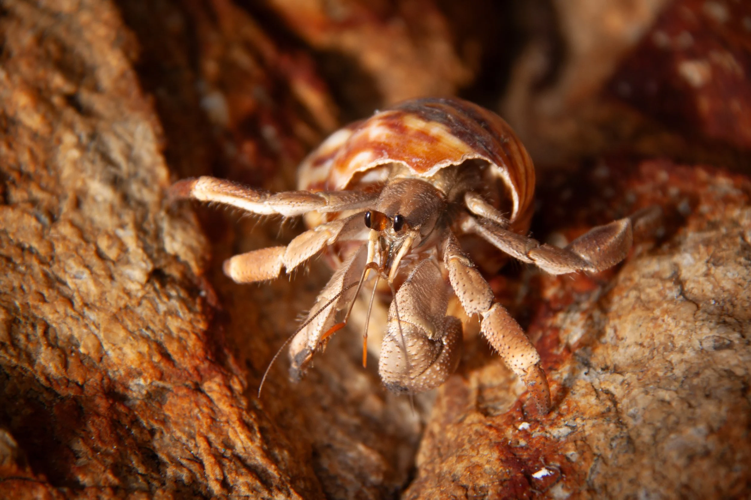 A Tawny Hermit Crab (Coenobita rugosus) in Koh Samet, Thailand.