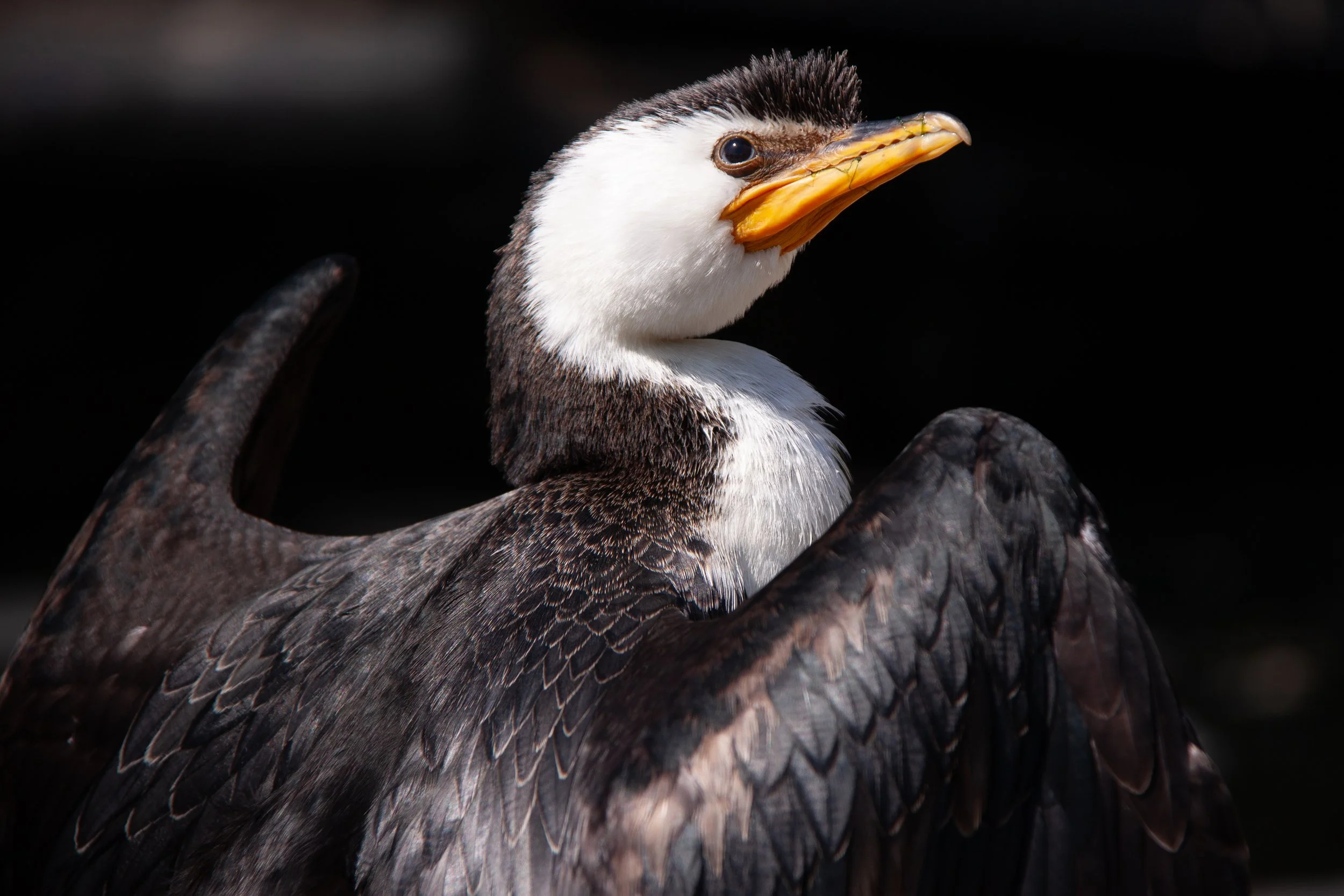 A Little Pied Cormorant (Microcarbo melanoleucos) — found along the coasts of Australasia.