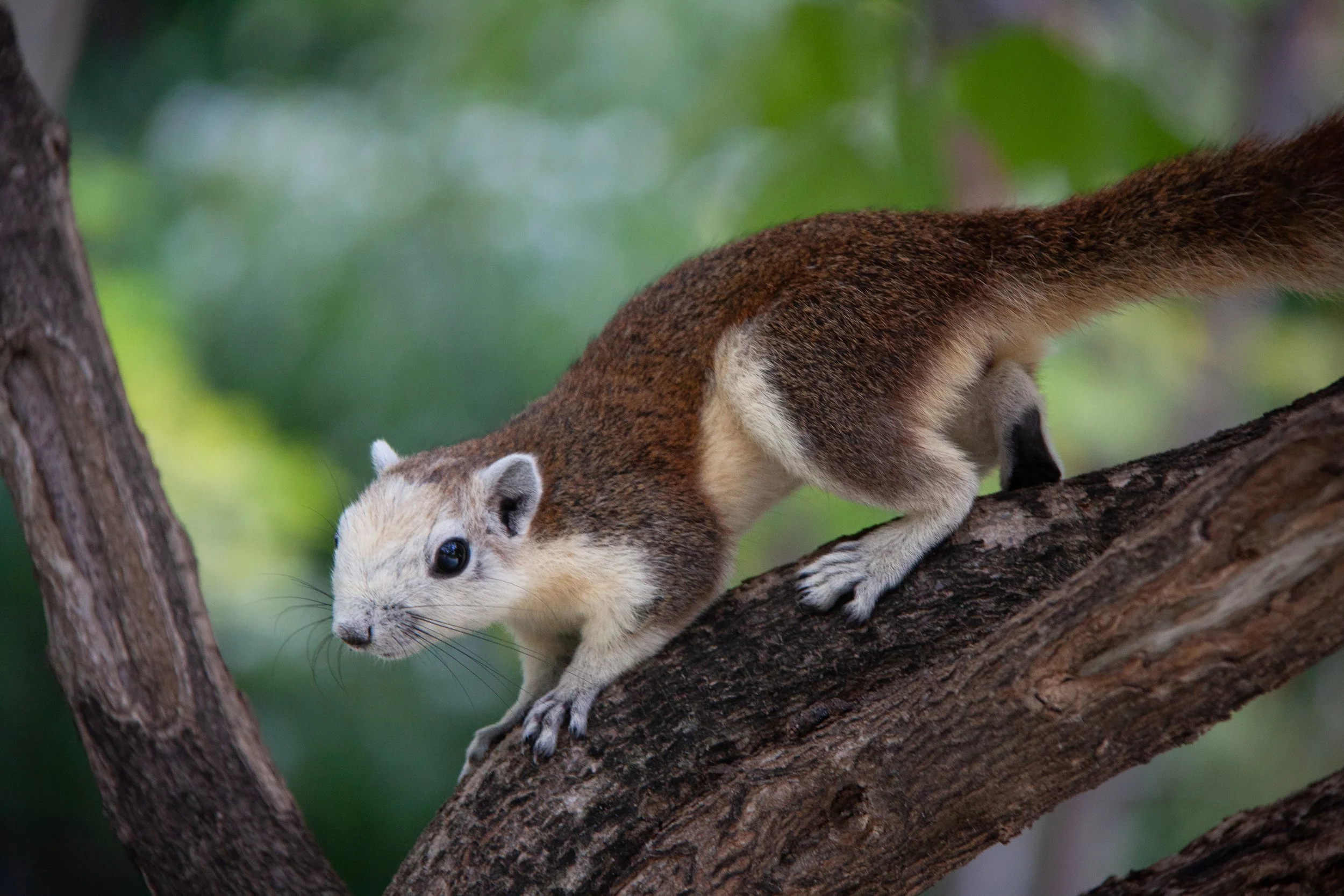 A Finlayson's Squirrel (Callosciurus finlaysonii) in Bangkok, Thailand.