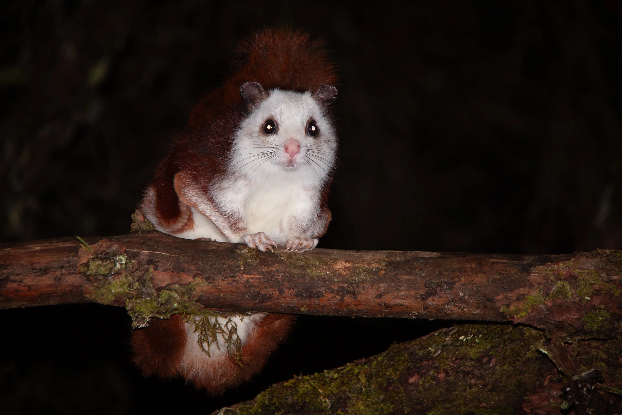 A Taiwan Red-and-white Giant Flying Squirrel (Petaurista lena) — a squirrel that can weigh nearly 2 kilograms.