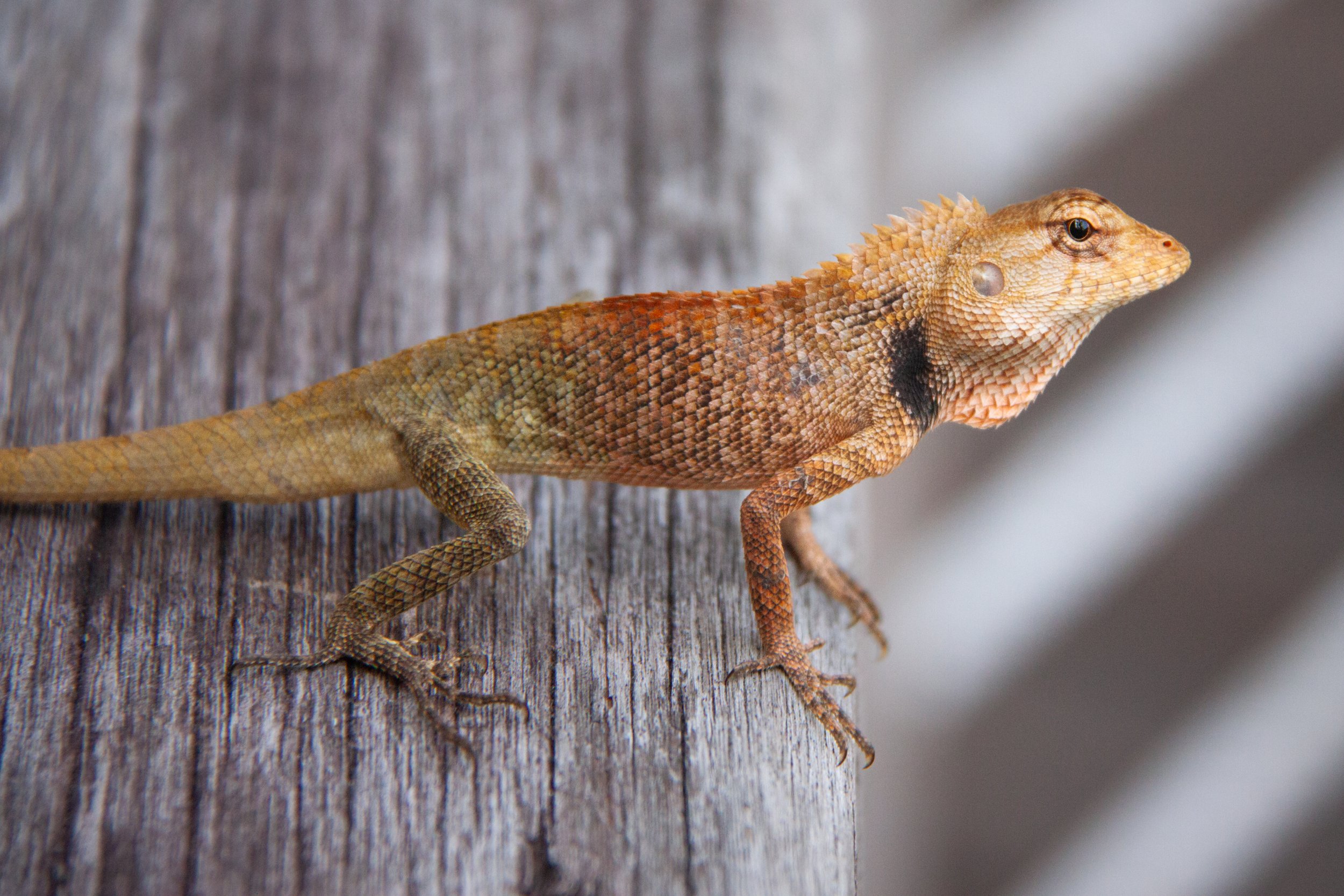 An Oriental Garden Lizard (Calotes versicolor) in Koh Samet, Thailand.
