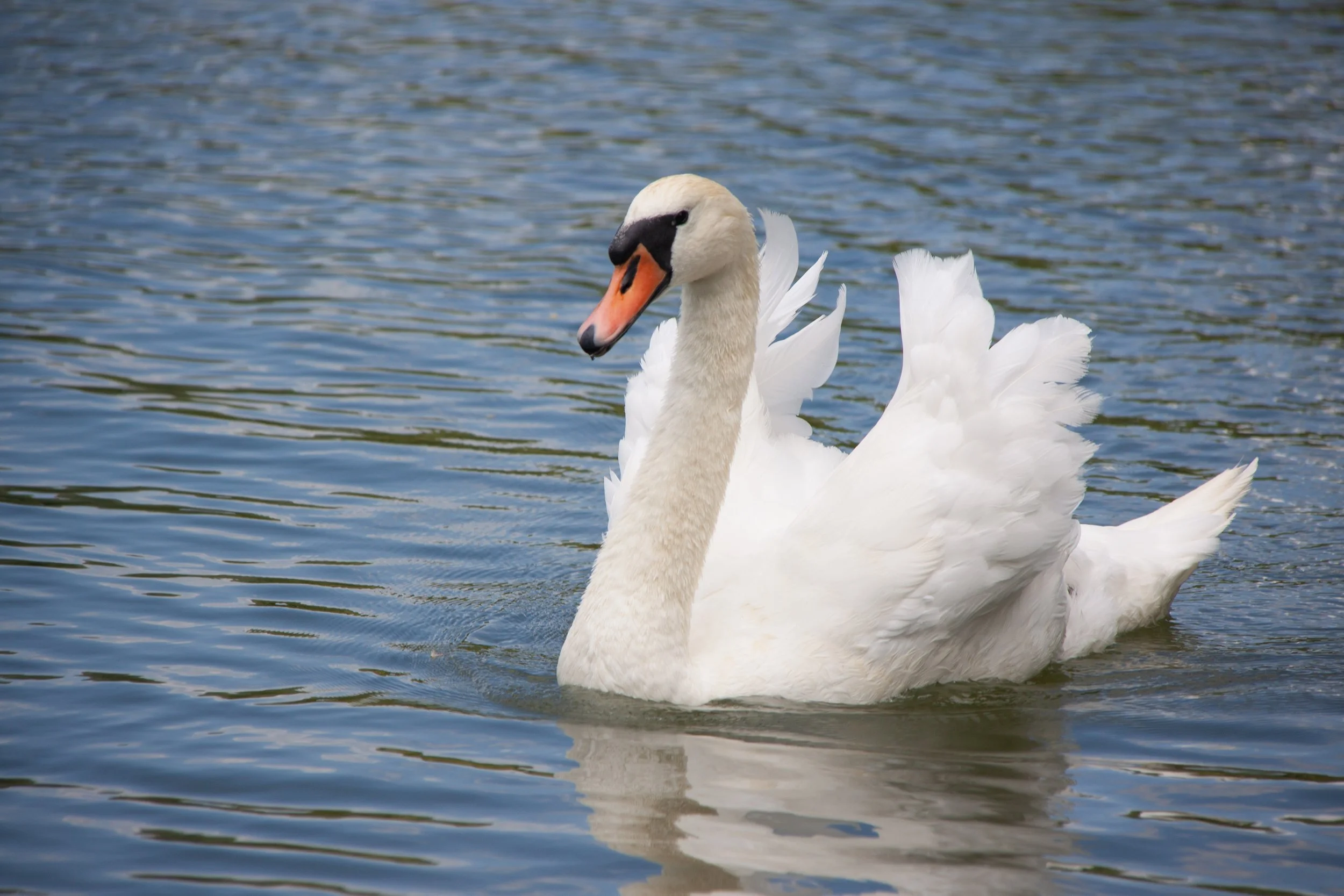 A Mute Swan (Cygnus olor) in Puigcerdà, Spain.