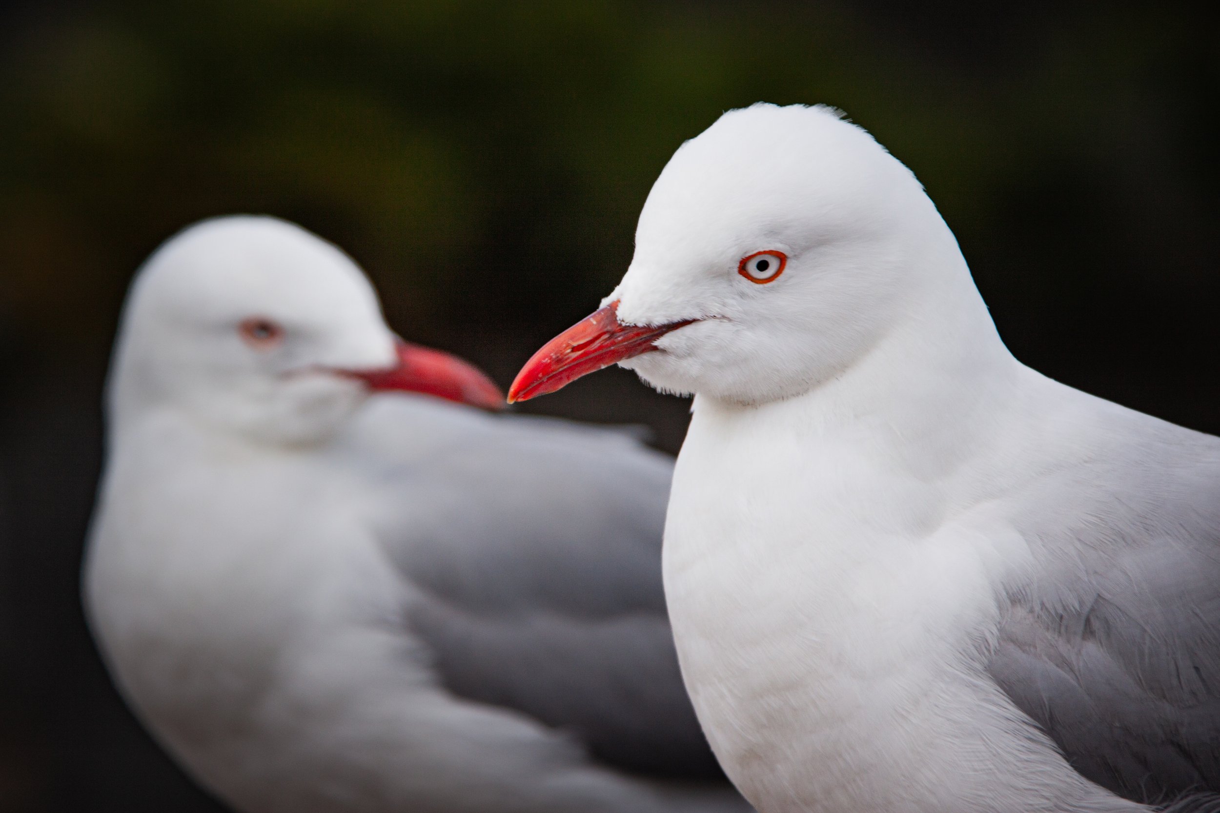 Silver Gulls (Chroicocephalus novaehollandiae) — the most common gull in Australia.