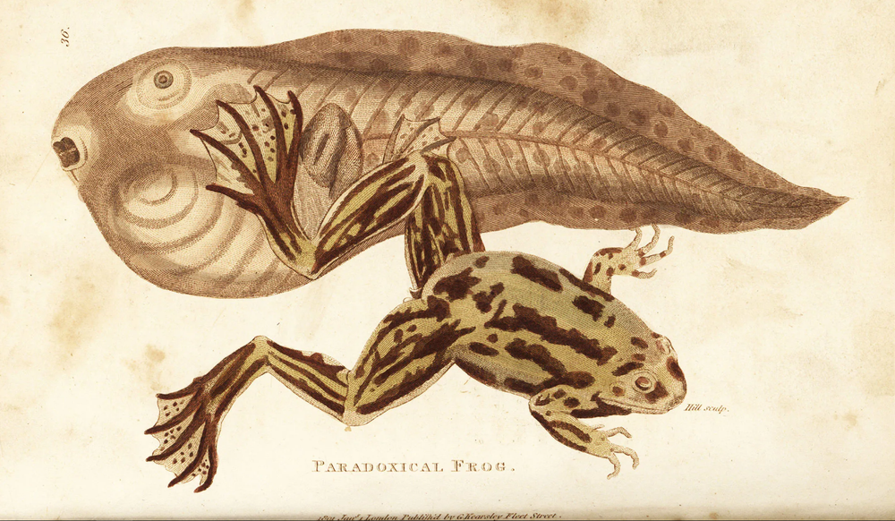 Paradox Frog — Curious Species