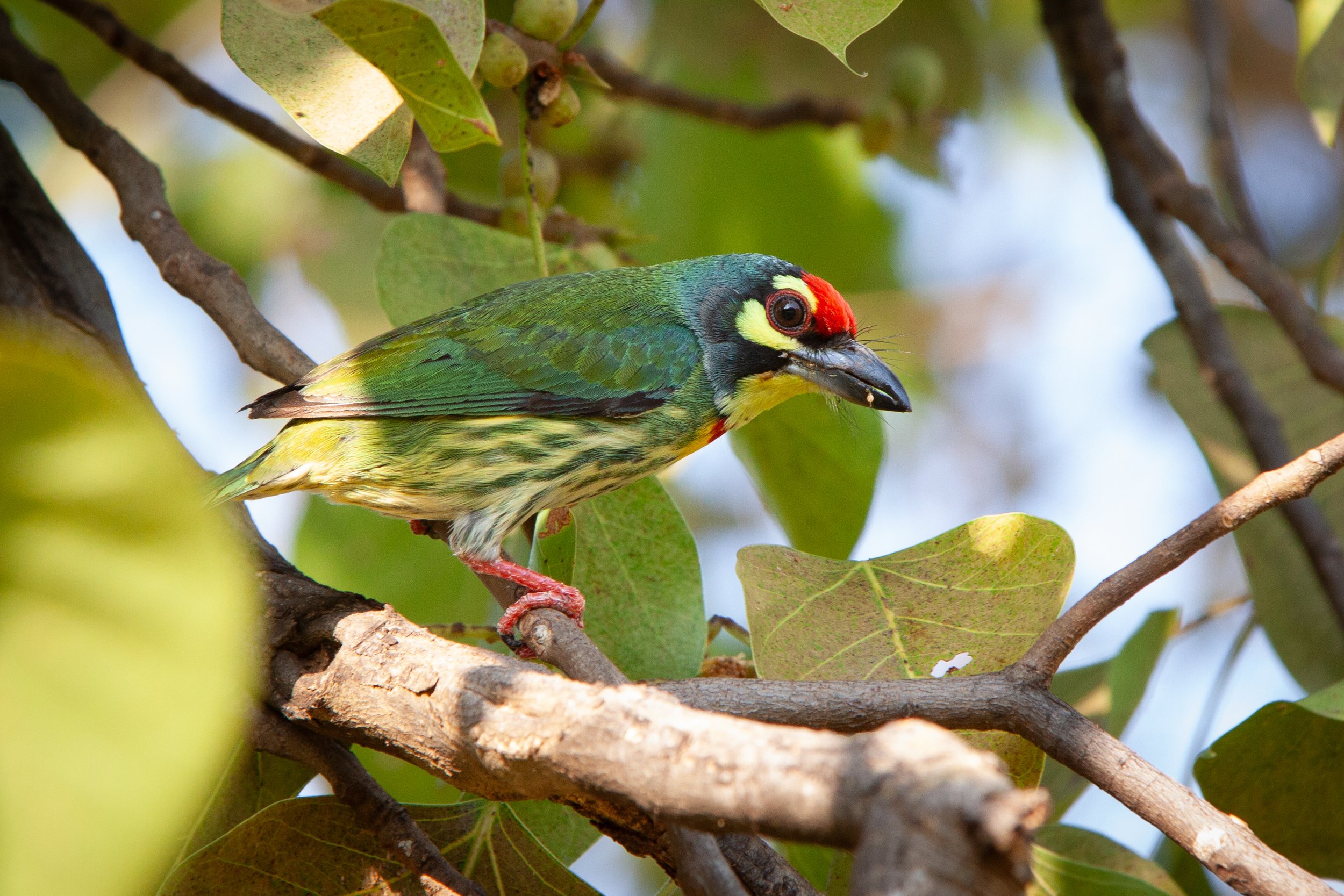 A Coppersmith Barbet (Psilopogon haemacephalus) in Bangkok, Thailand.