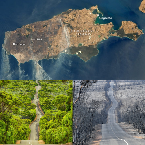 Kangaroo Island Dunnart — Curious Species