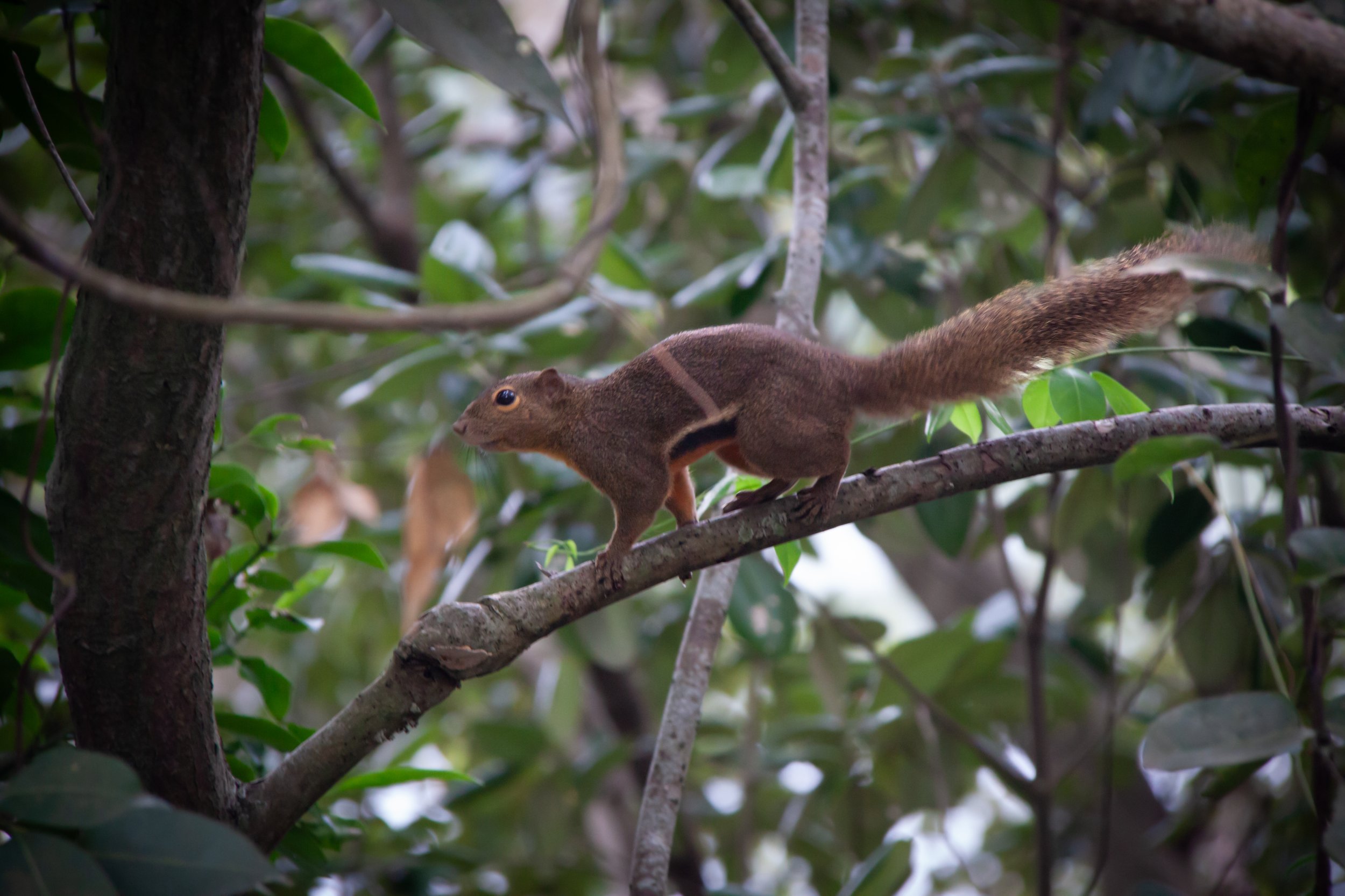 A Plantain Squirrel (Callosciurus notatus) in Sungei Buloh Wetland Reserve, Singapore.