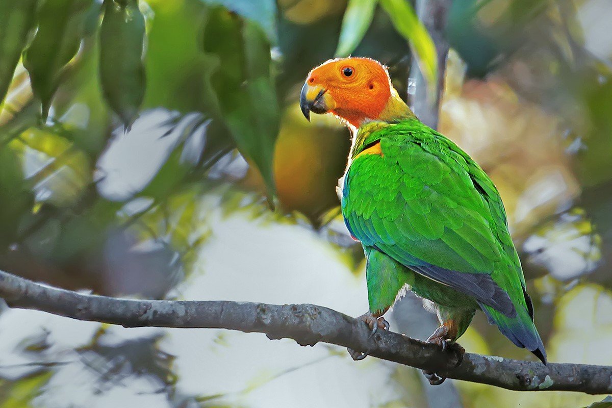 Bald Parrot — Curious Species