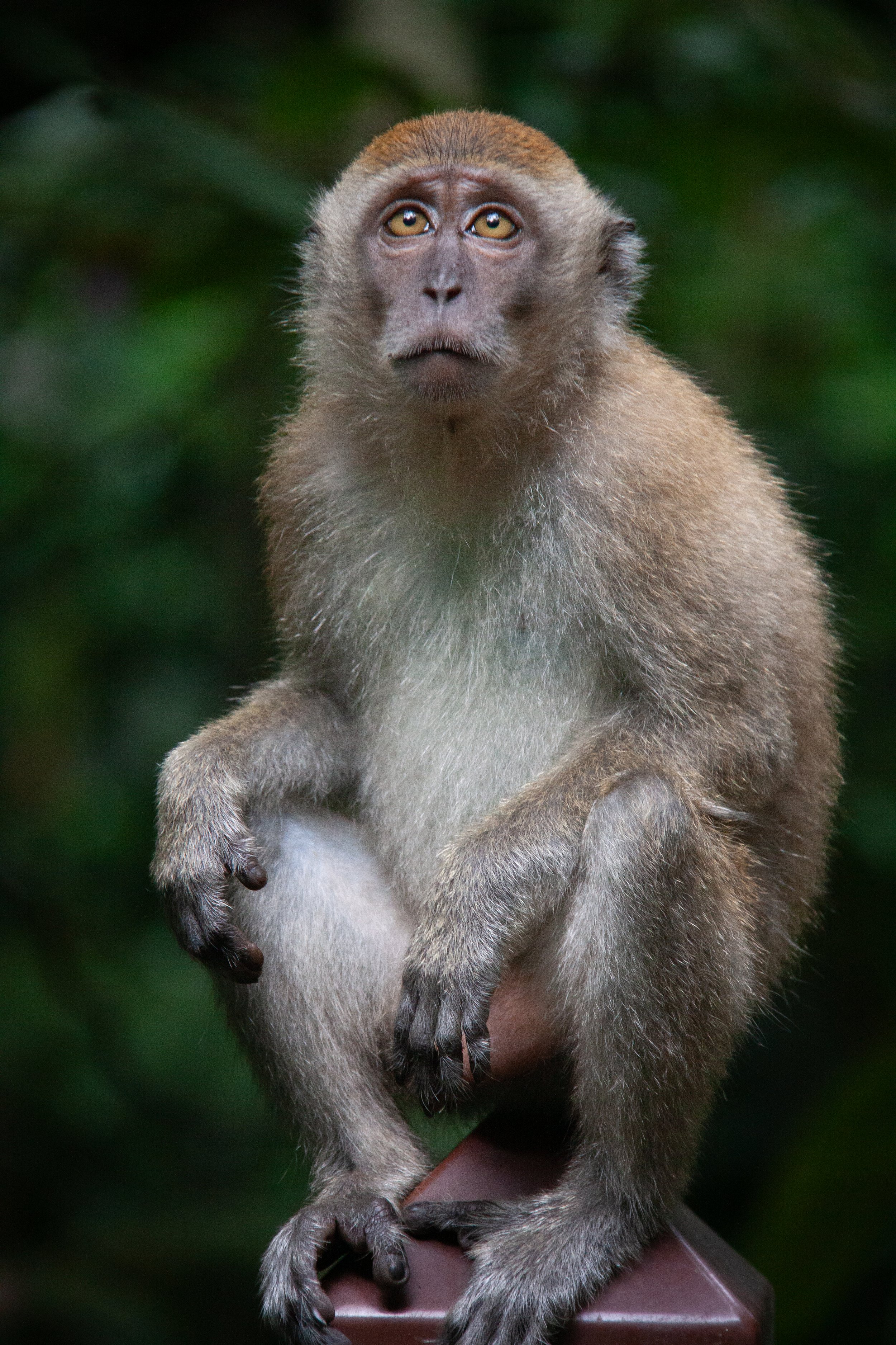 A Long-tailed Macaque (Macaca fascicularis) in the Central Catchment Nature Reserve, Singapore.